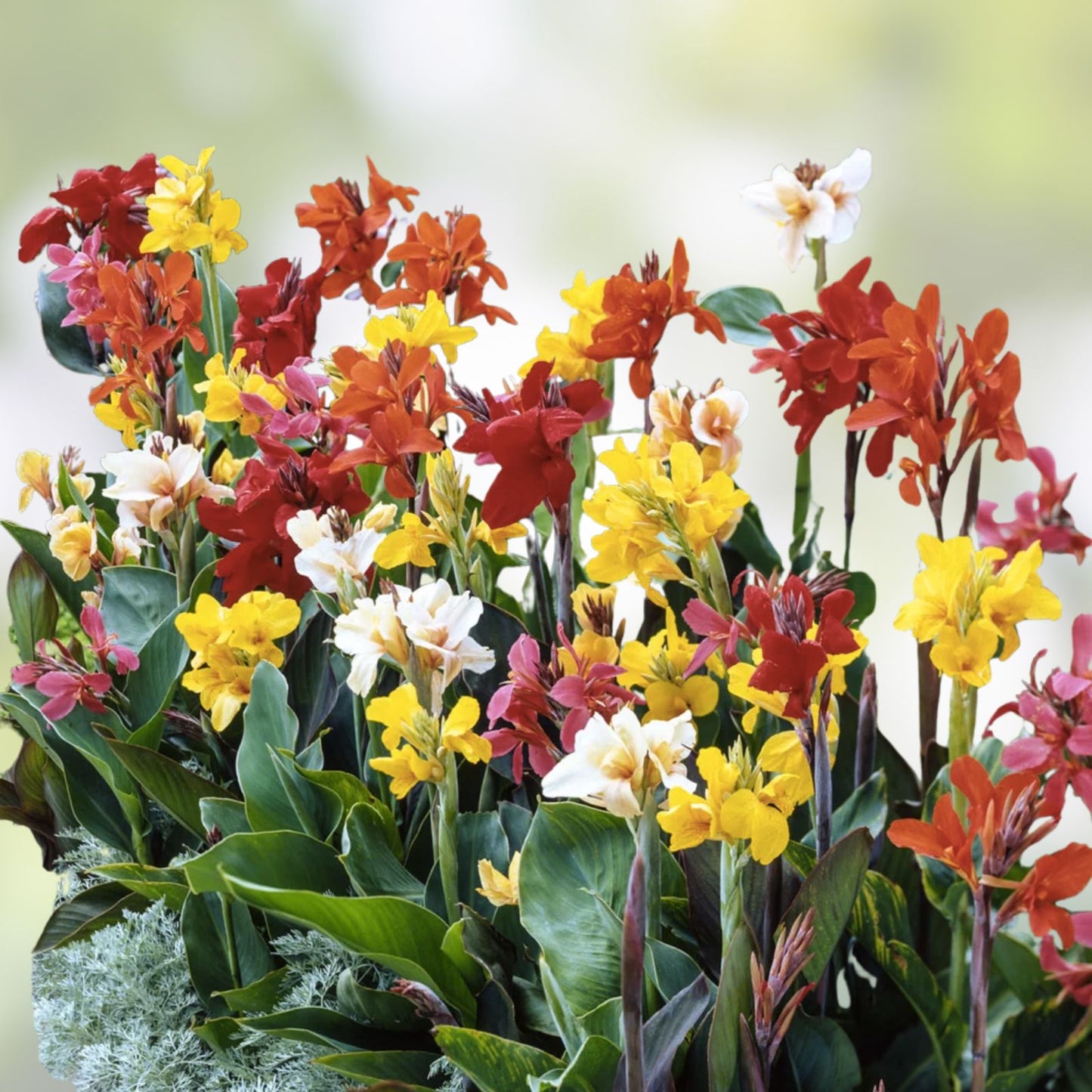Mixed Canna Lily Bulbs 10 Pack – Vibrant Colors – Canna indica – Tropical Flower Bulbs for Garden Planting