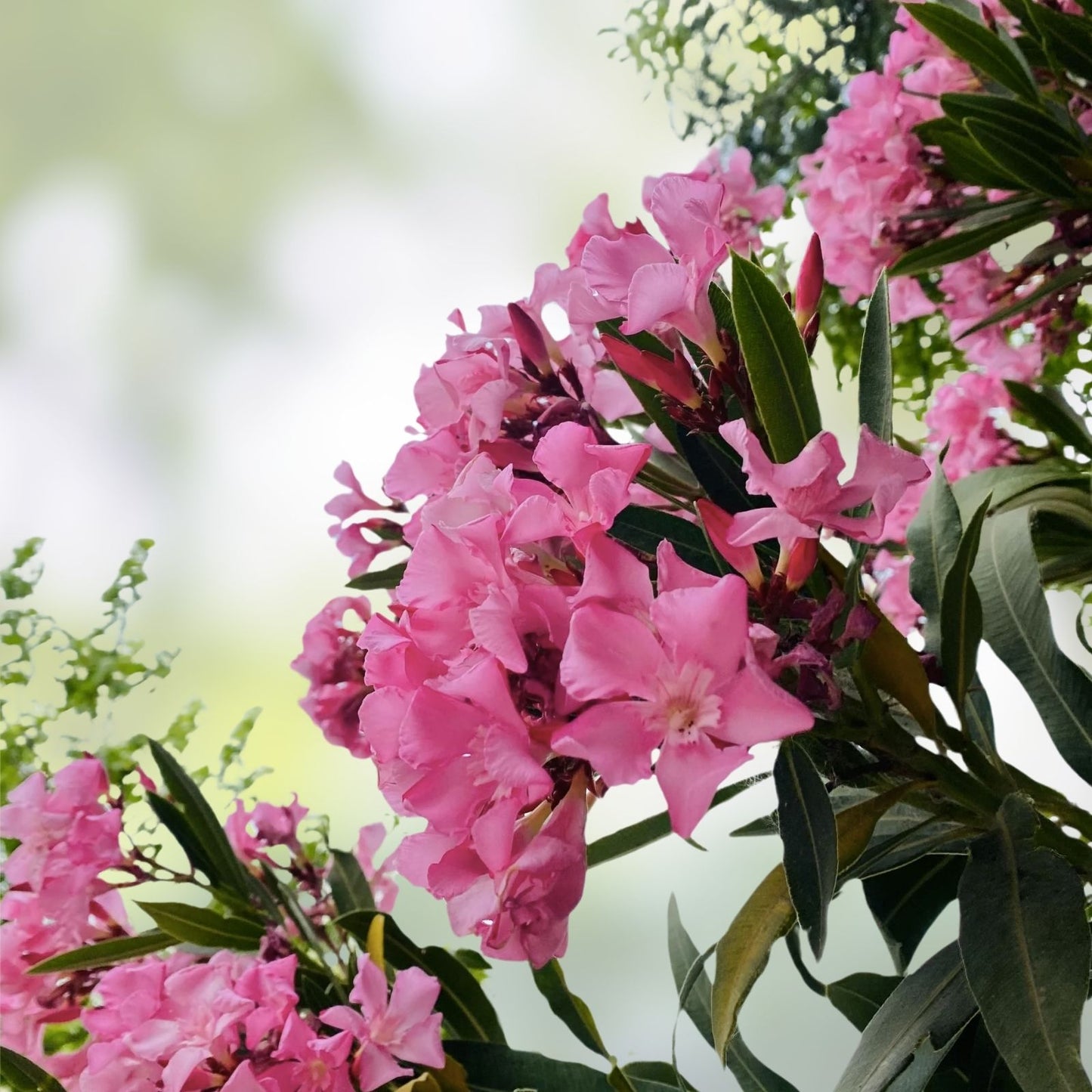 Oleander Cuttings 6" Pink Live Flower Plants for Propagation - Nerium oleander - Garden Flower Plants