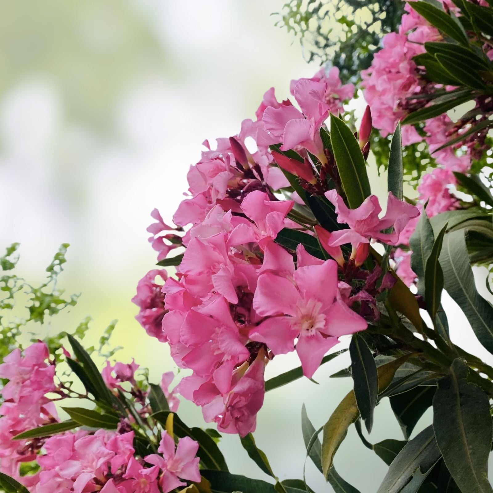 Oleander Cuttings 6" Pink Live Flower Plants for Propagation - Nerium oleander - Garden Flower Plants
