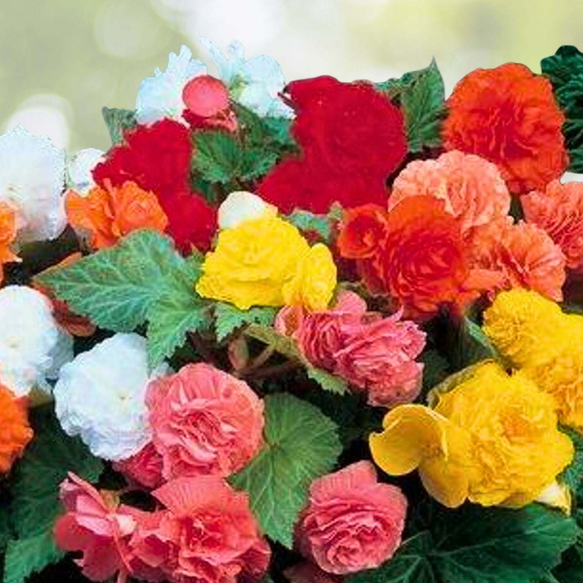 Begonia Seeds 45/125 Dazzled Raspberry Blend Flower Seeds Begonia x tuberhybrida