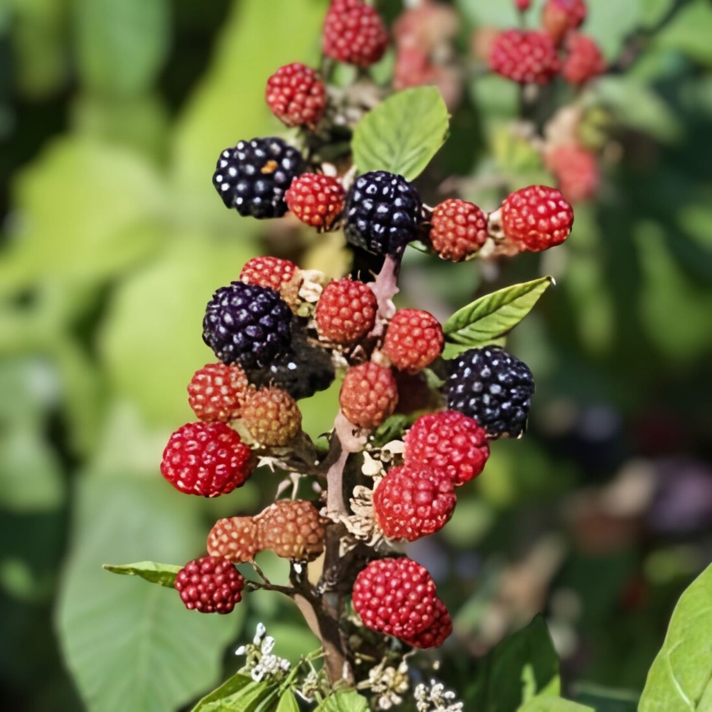 Giant Blackberry Cuttings - 5 Fresh Rooting Stems - Rubus fruticosus - Fruit Bearing, Organic, Garden Planting Material