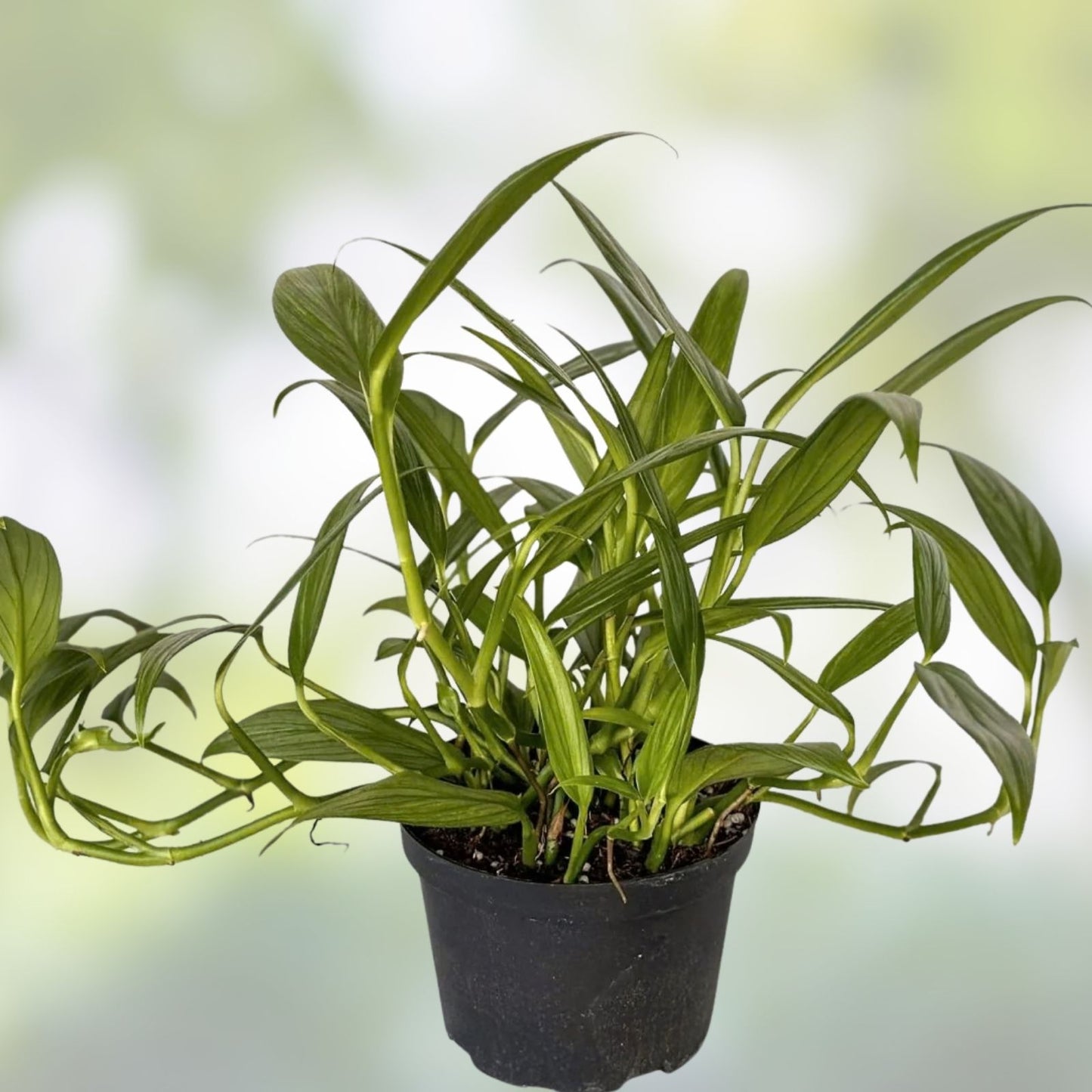 Epipremnum Amplissimum Silver Streak Cutting | 2 Node Unrooted Pothos Propagation Material | Fresh Plant Cutting