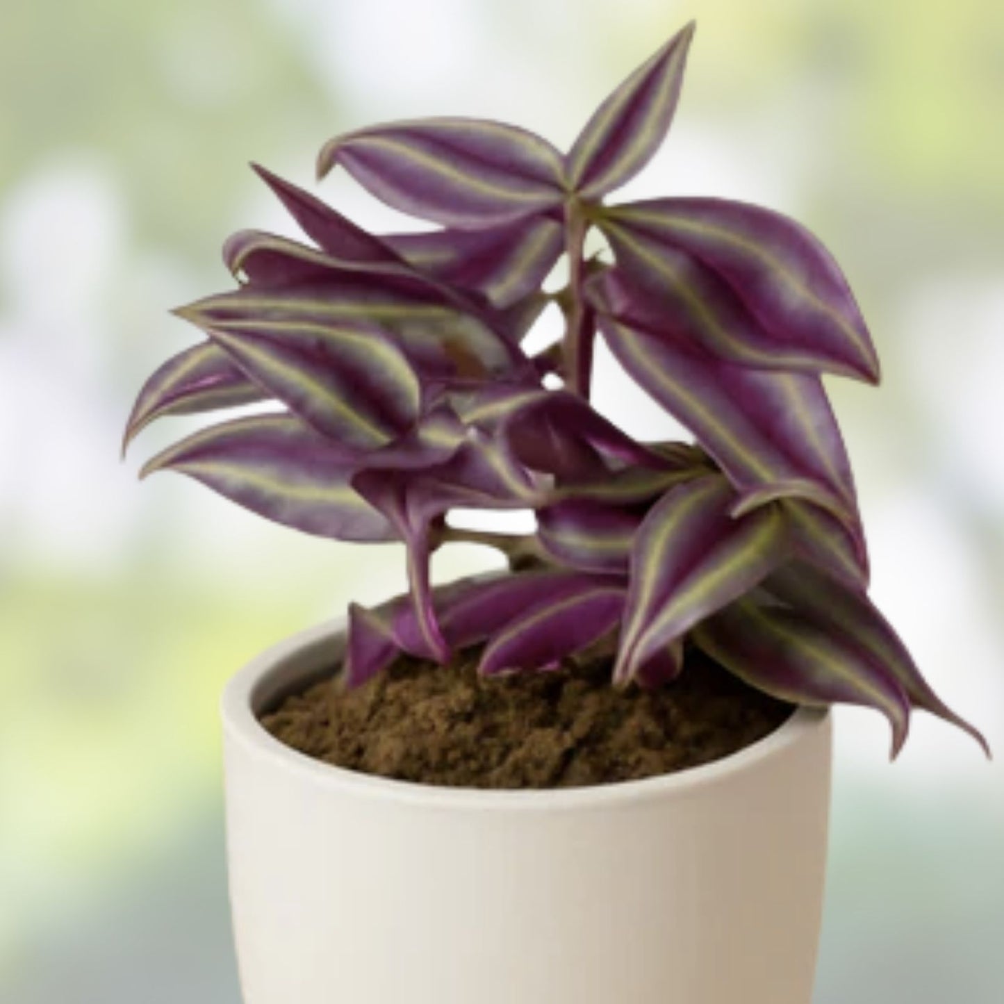 Rooted Cuttings Burgundy Purple Wandering Jew Plant 4 Pack Tradescantia Zebrina Indoor Houseplant