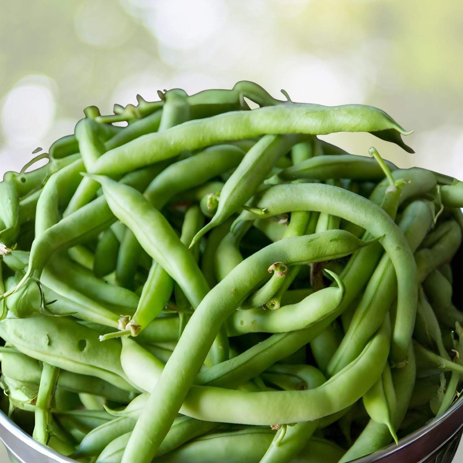 Non-GMO Bush Bean Seeds 50+ Heirloom Phaseolus vulgaris Easy to Grow Vegetable Seeds for Home Gardening