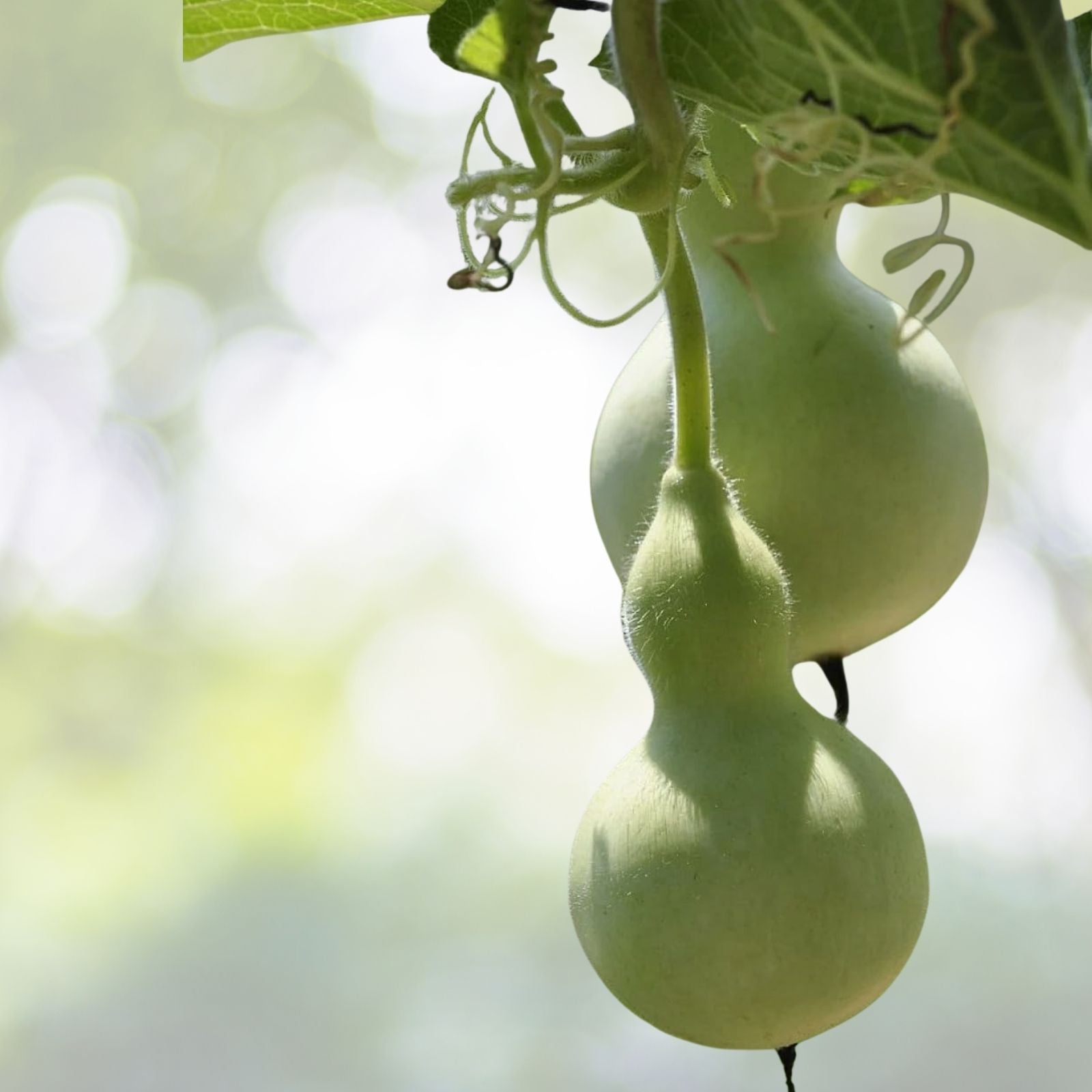 Birdhouse Gourd Seeds, 20+ White-Flowered Calabash Seeds, Chinese Buddha Squash, Lagenaria siceraria