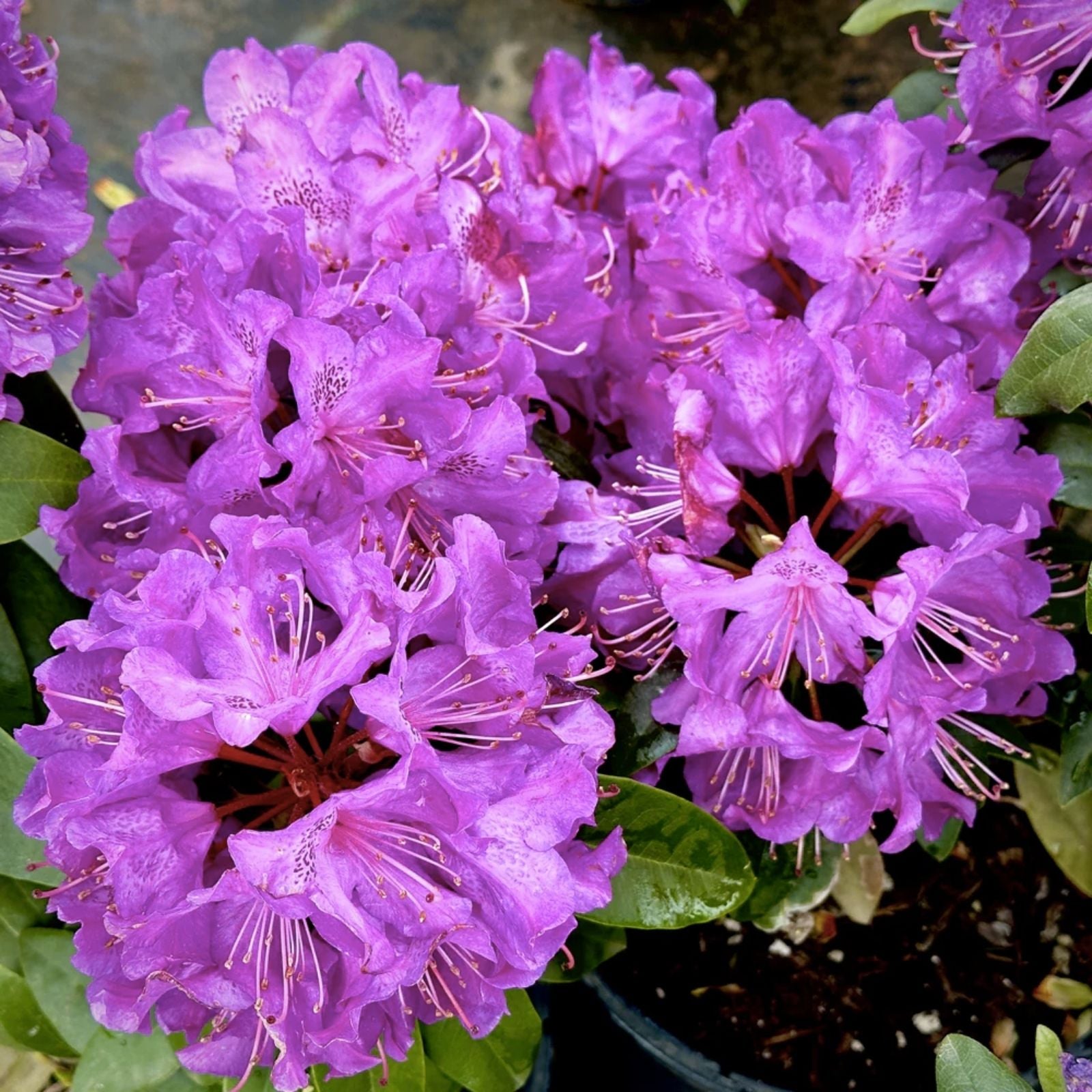 Rhododendron Starter Plant Florence Parks Well Rooted Rare Variety Garden Shrub Rhododendron spp,