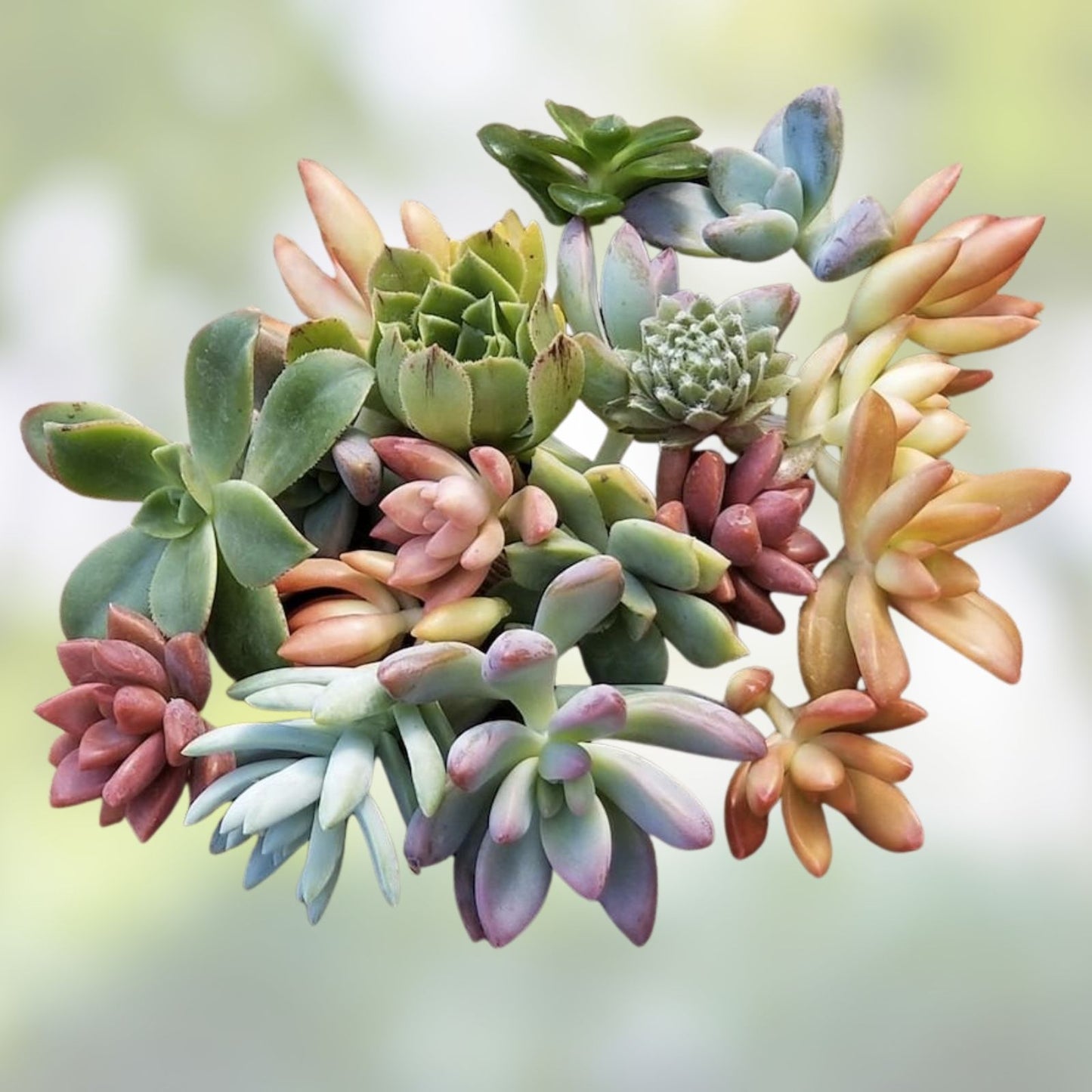 10 Mixed Live Unrooted Succulent Cuttings - Rosettes, Pastels & Red Jade - DIY Arrangement Plants