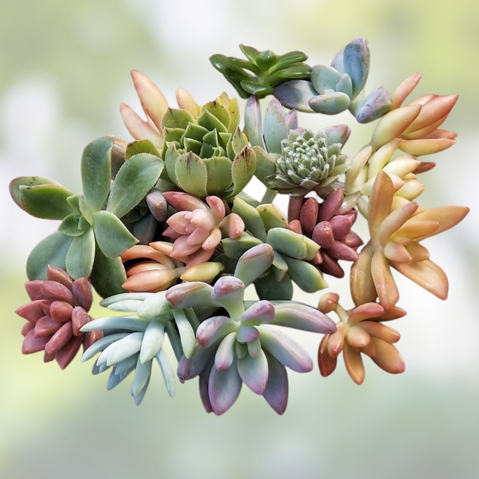 10 Mixed Live Unrooted Succulent Cuttings - Rosettes, Pastels & Red Jade - DIY Arrangement Plants