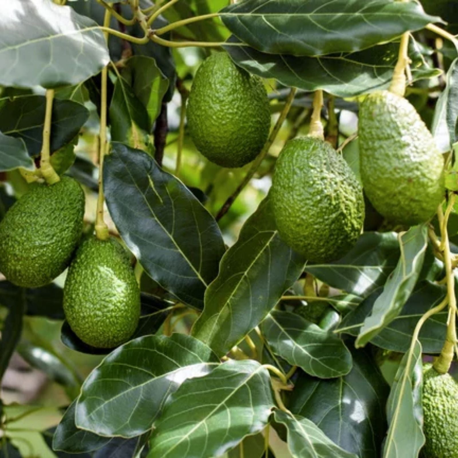 Fresh Avocado Scions Cuttings 5 Pack Hass Variety Persea americana Grown in Fallbrook