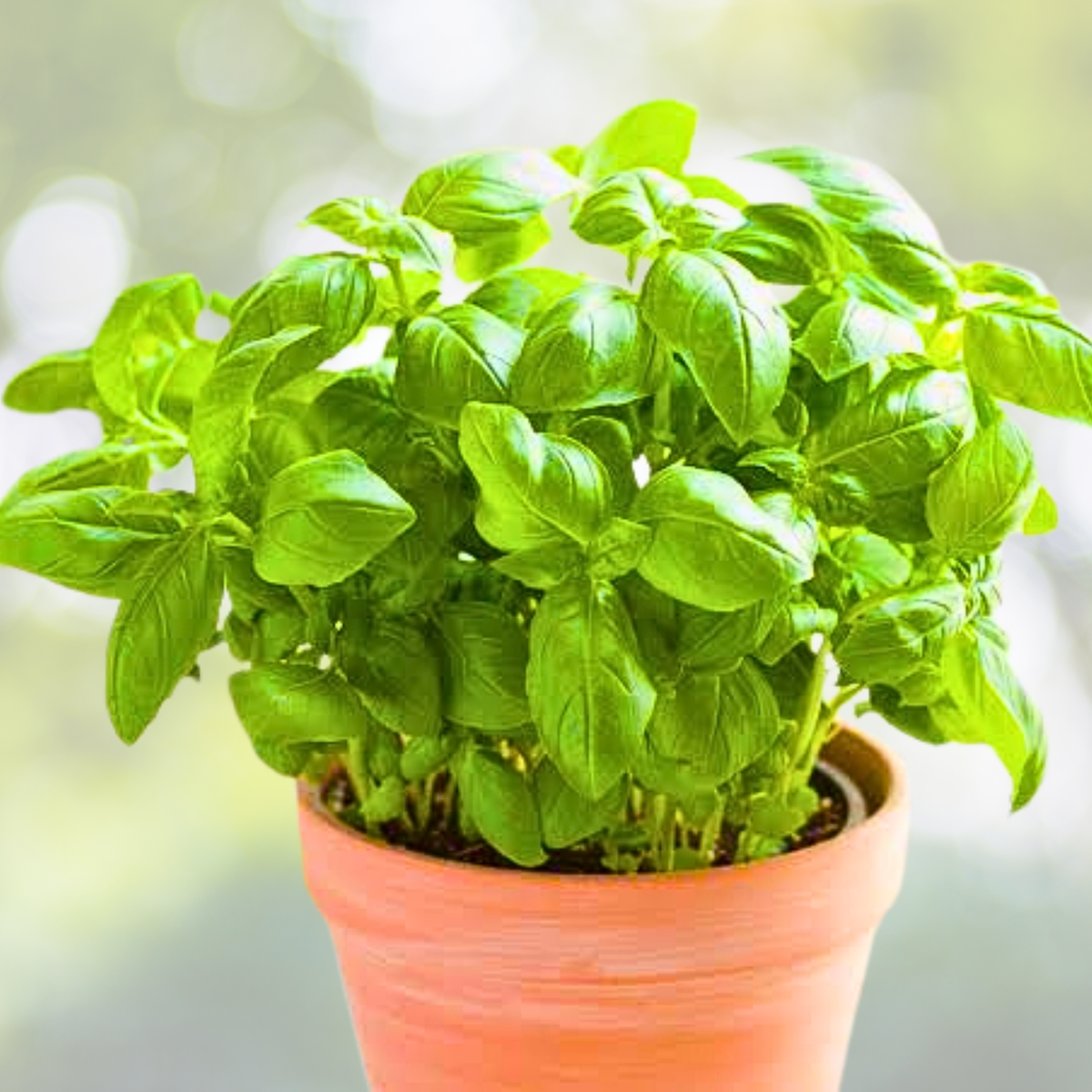 Holy Basil Seeds - 500+ Non-GMO Ayurvedic Tulsi, Anise Flavor - Ocimum sanctum - Ideal for Tea and Medicinal Use