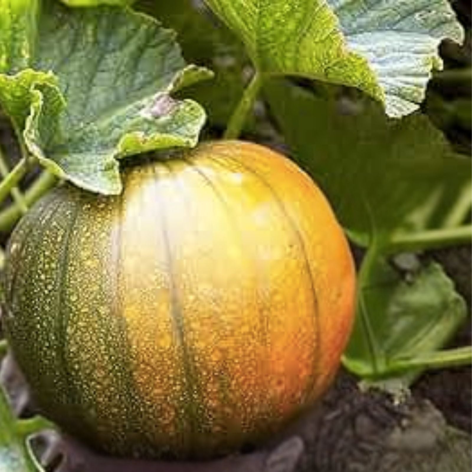 Pumpkin Seeds for Planting - Exotic Variety, Hard to Find - Cucurbita pepo, Gourmet Edible Seeds, Organic Gardening
