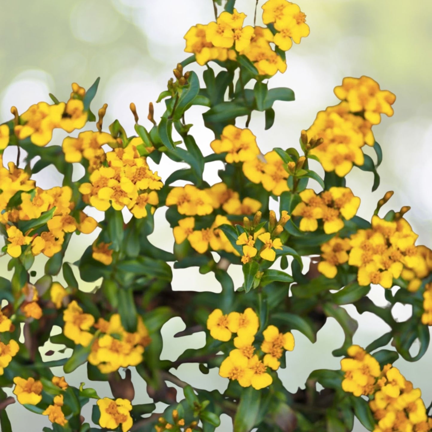 Mexican Mint Marigold Seeds 100+ | Tagetes Lucida | Medicinal Herb Spice & Flower