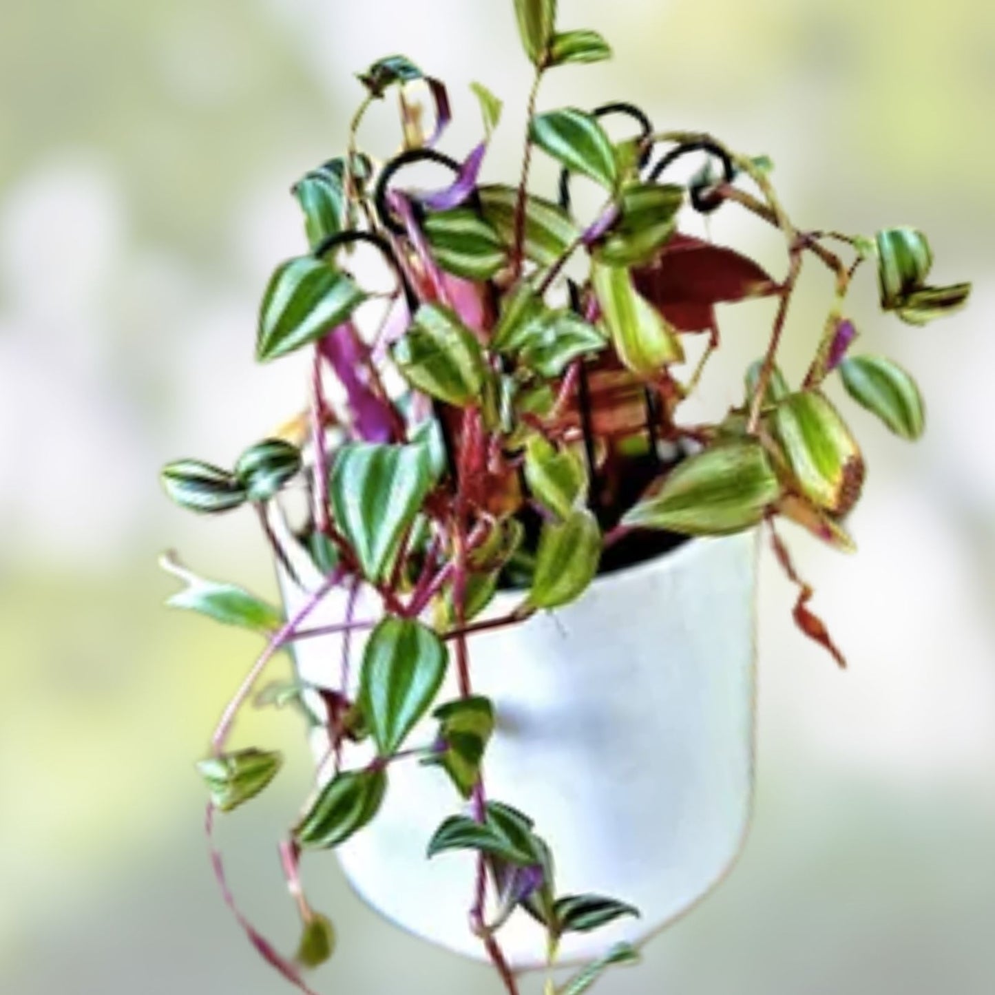 12 Green Wandering Jew Cuttings, Tradescantia Aurea, Unrooted Indoor Plant Propagation, Easy to Grow Houseplant, Green Foliage