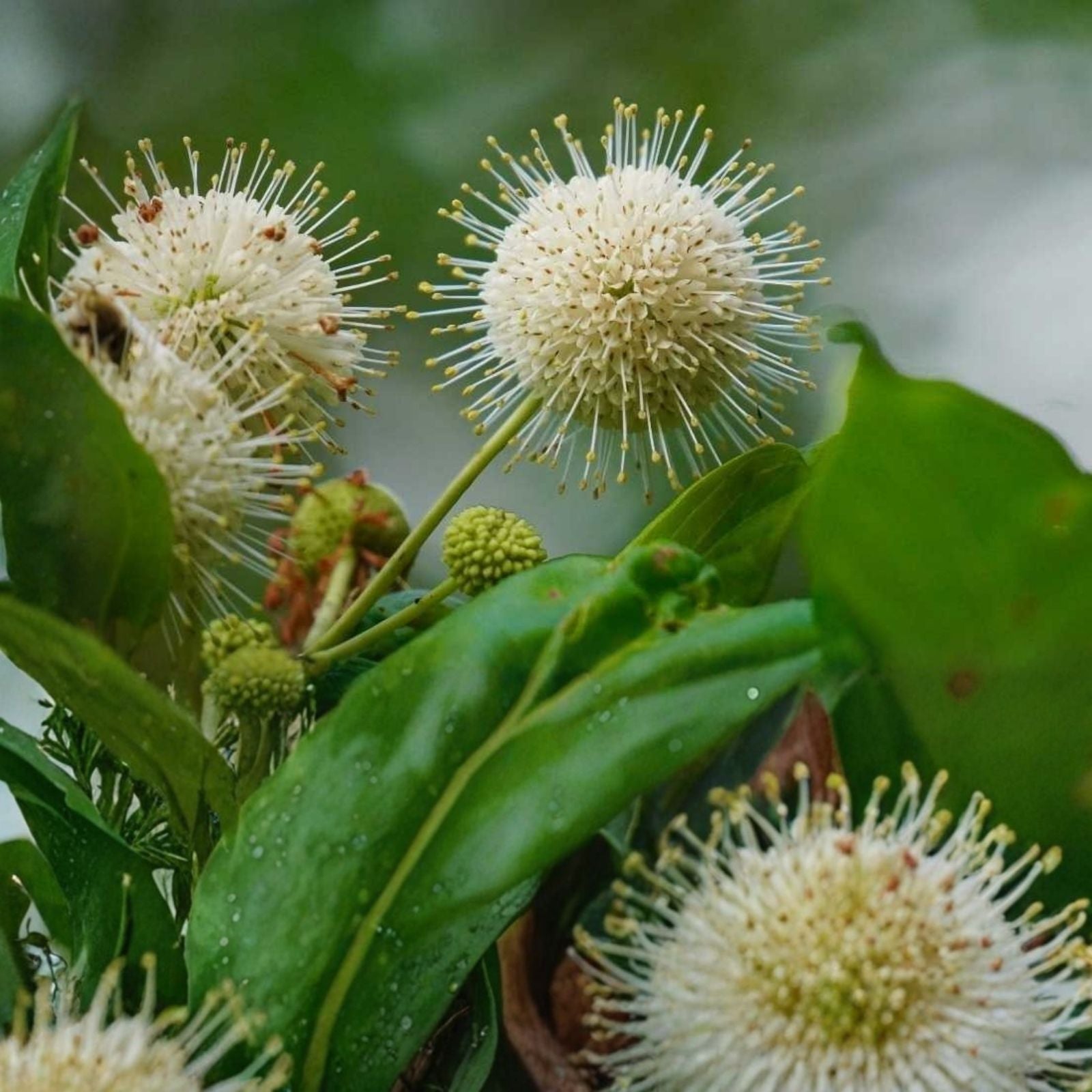 Buttonbush Live Plant Set of 2, Native Flowering Shrubs, Wet Soil Tolerant, Rain Garden Plants, Cephalanthus occidentalis