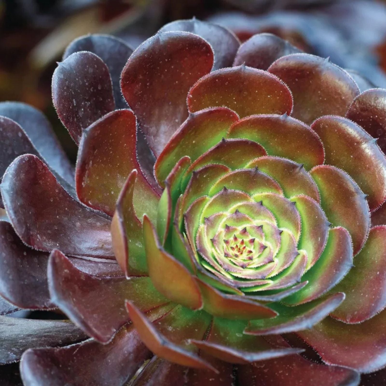 Assorted Aeonium Cuttings 2–6 inches | Unique Succulent Rosettes | No Repeat Varieties | Perfect for Plant Lovers