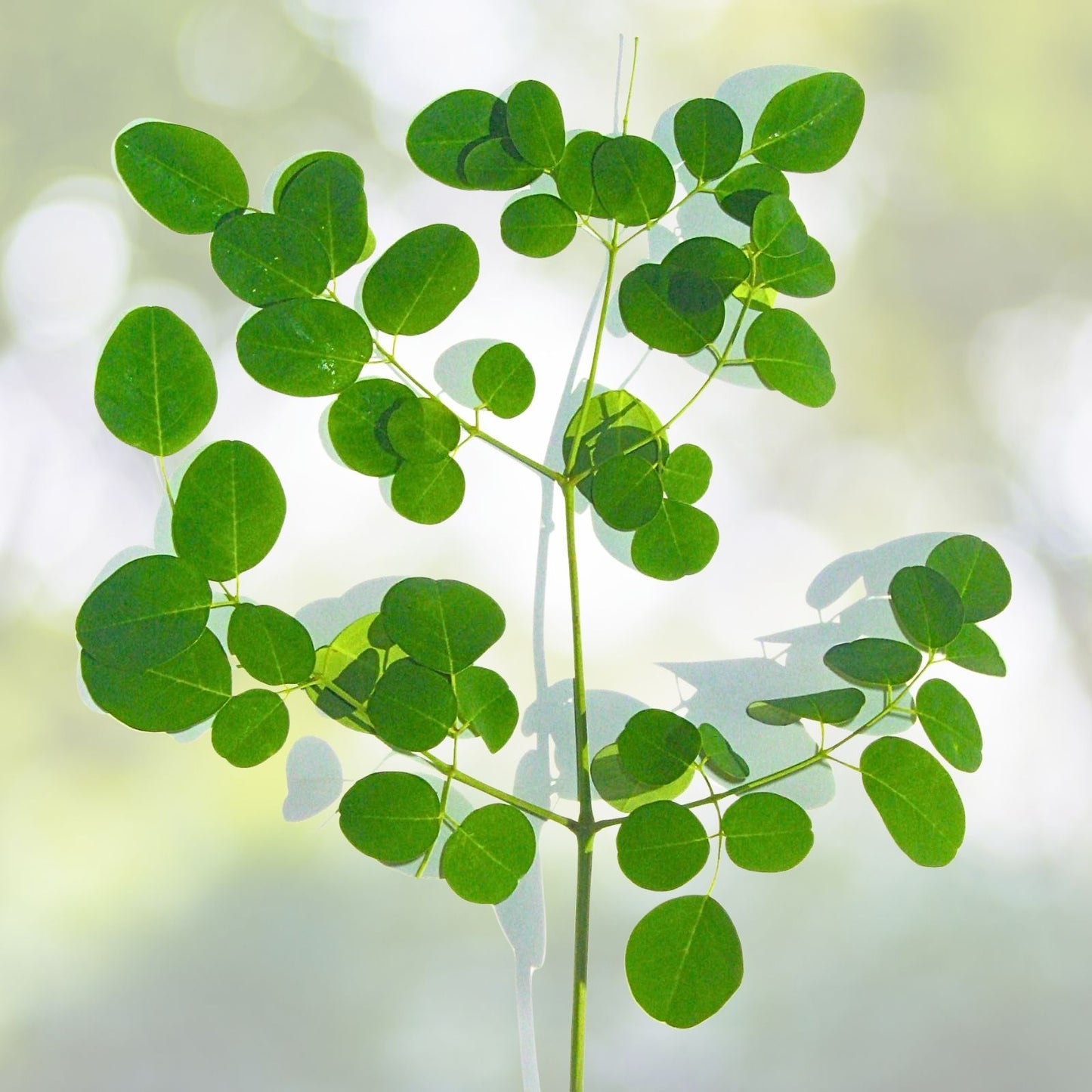 Moringa Oleifera Starter Plants - 2 Pack - Fast-Growing Moringa - Moringa Oleifera