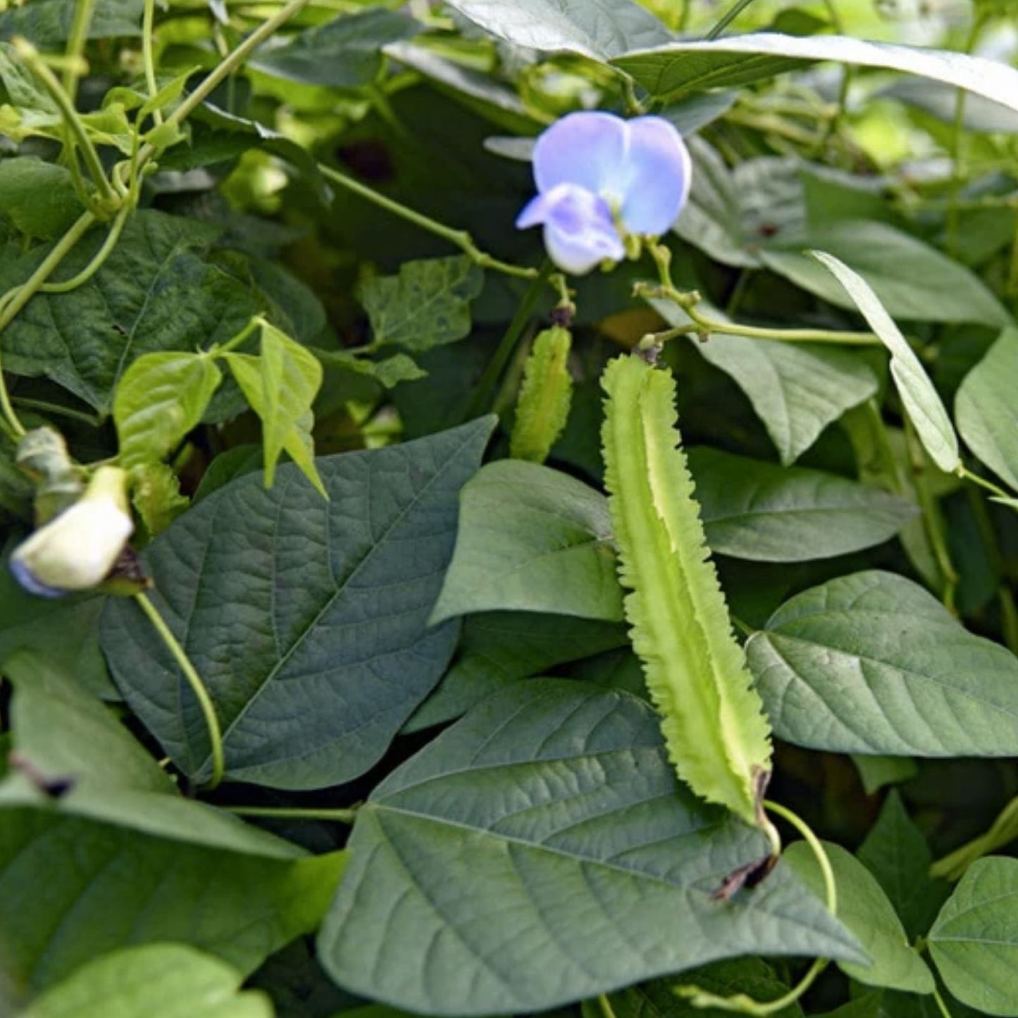 Winged Bean Seeds 10 Pack - Easy to Grow Exotic Asian Bean Psophocarpus tetragonolobus