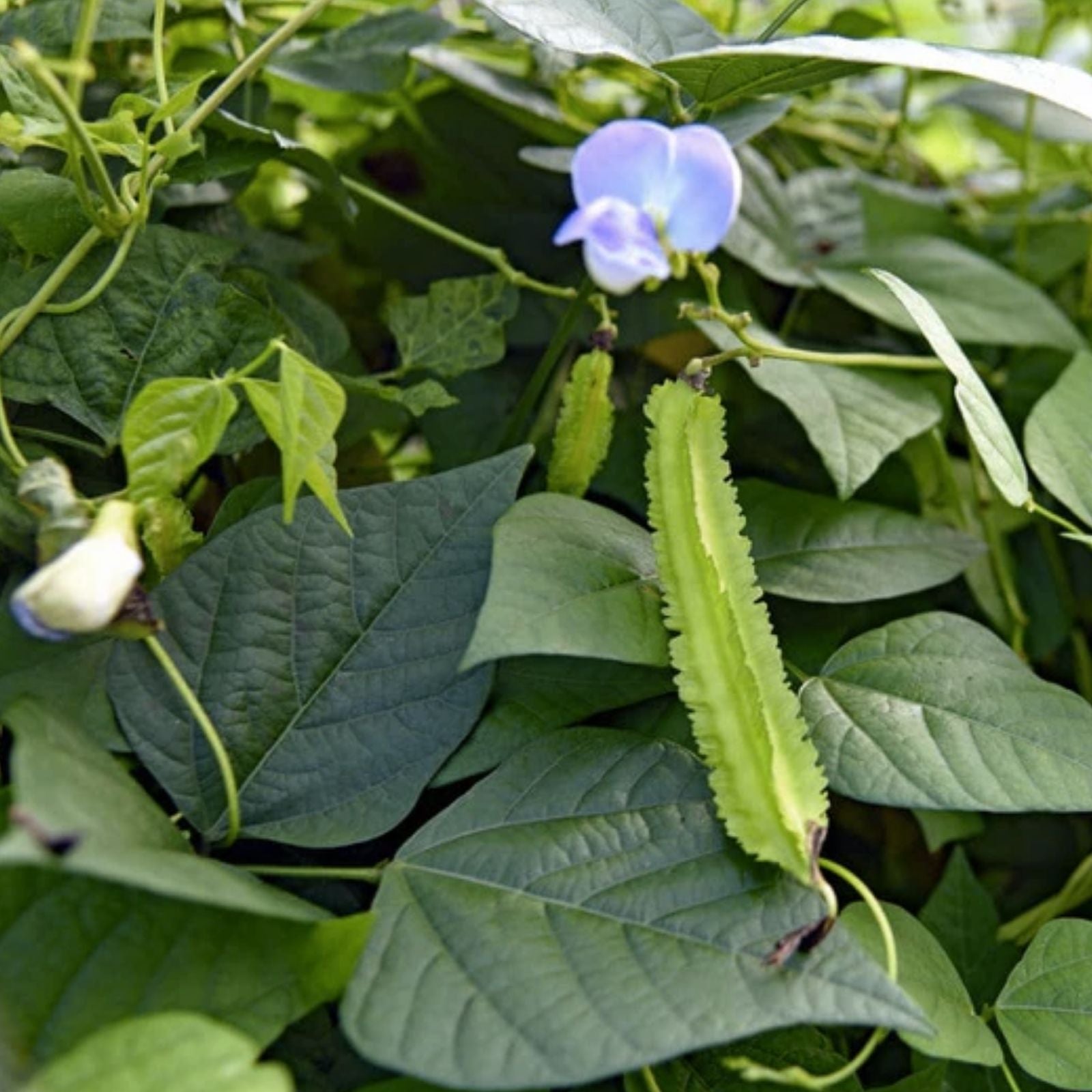 Winged Bean Seeds 10 Pack - Easy to Grow Exotic Asian Bean Psophocarpus tetragonolobus