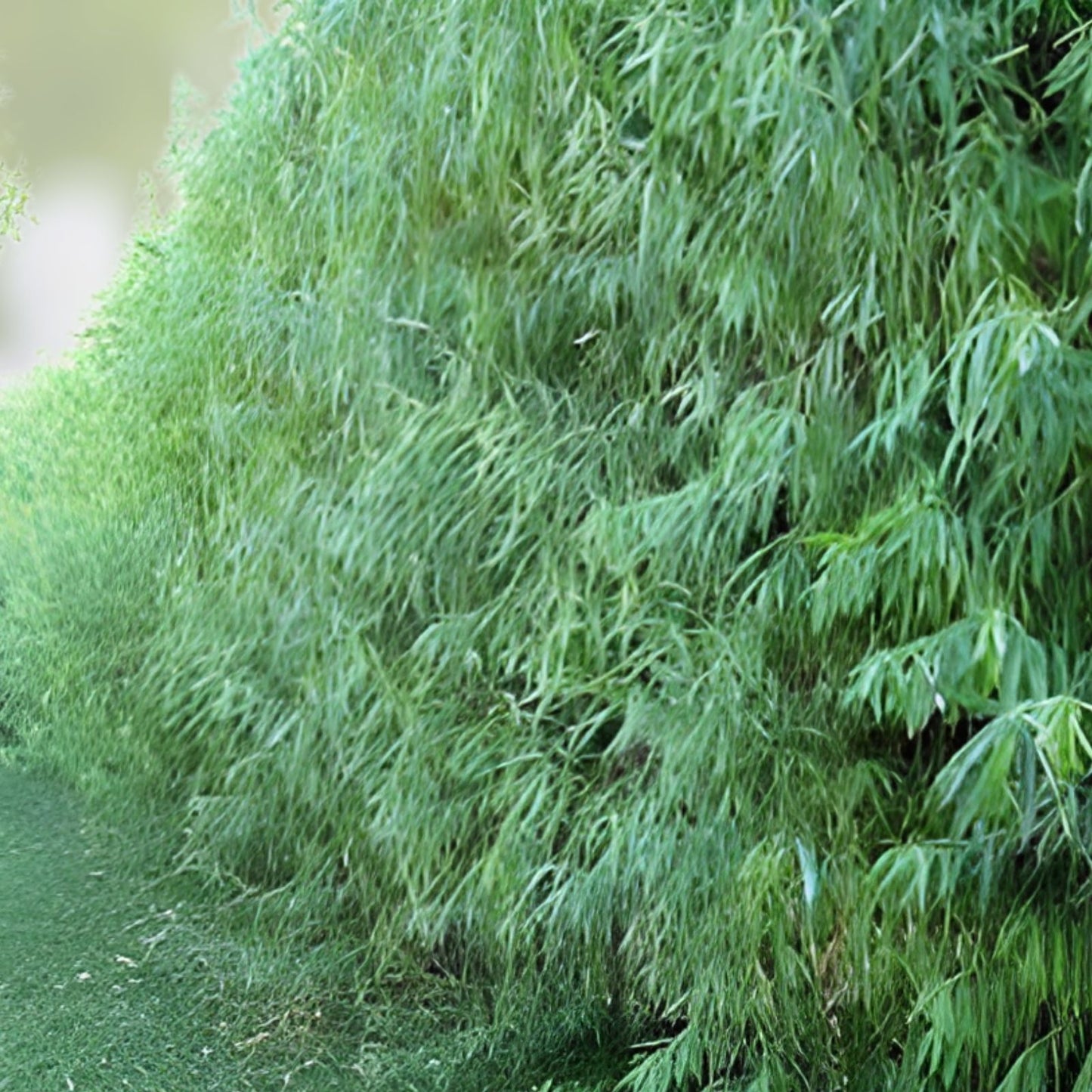 Hybrid Willow Tree, Fast Growing Austree Willow for Privacy and Shade, Garden Landscape, Salix × sepulcralis