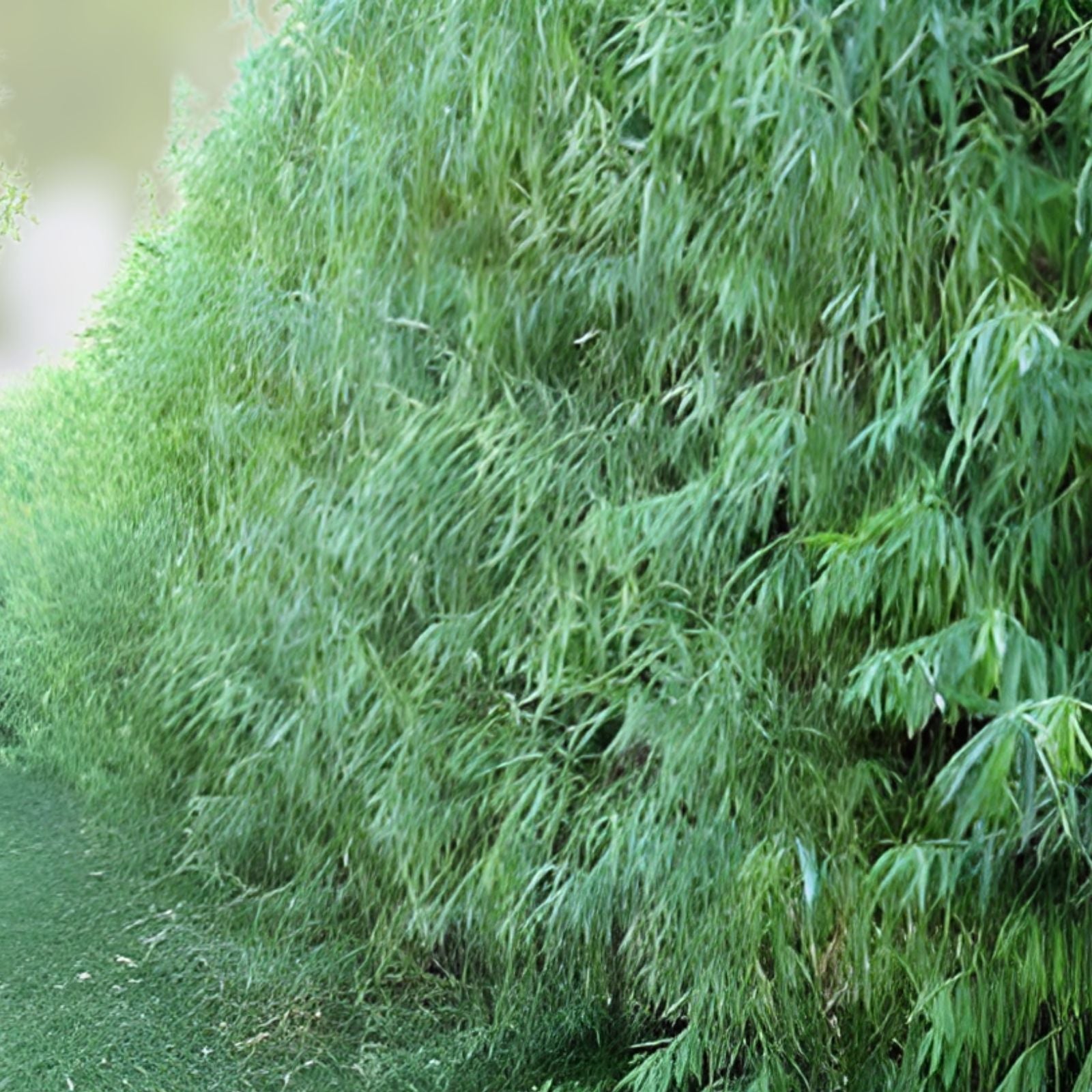 Hybrid Willow Tree, Fast Growing Austree Willow for Privacy and Shade, Garden Landscape, Salix × sepulcralis