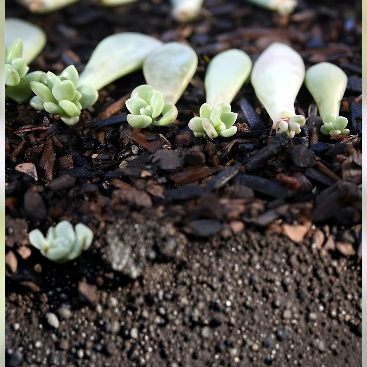 Succulent Plant Leaves for Propagation – Assorted Varieties + Bonus Leaves Gift – Gardening Supplies & Propagation Materials