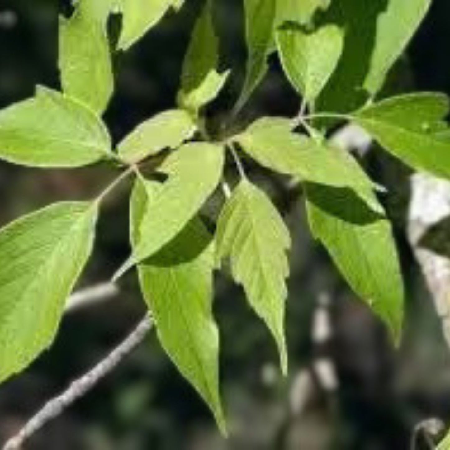 Boxelder Maple Tree Seeds 30 Pack Acer Negundo for Planting, Fast-Germinating, Ornamental Tree Seeds from Iowa