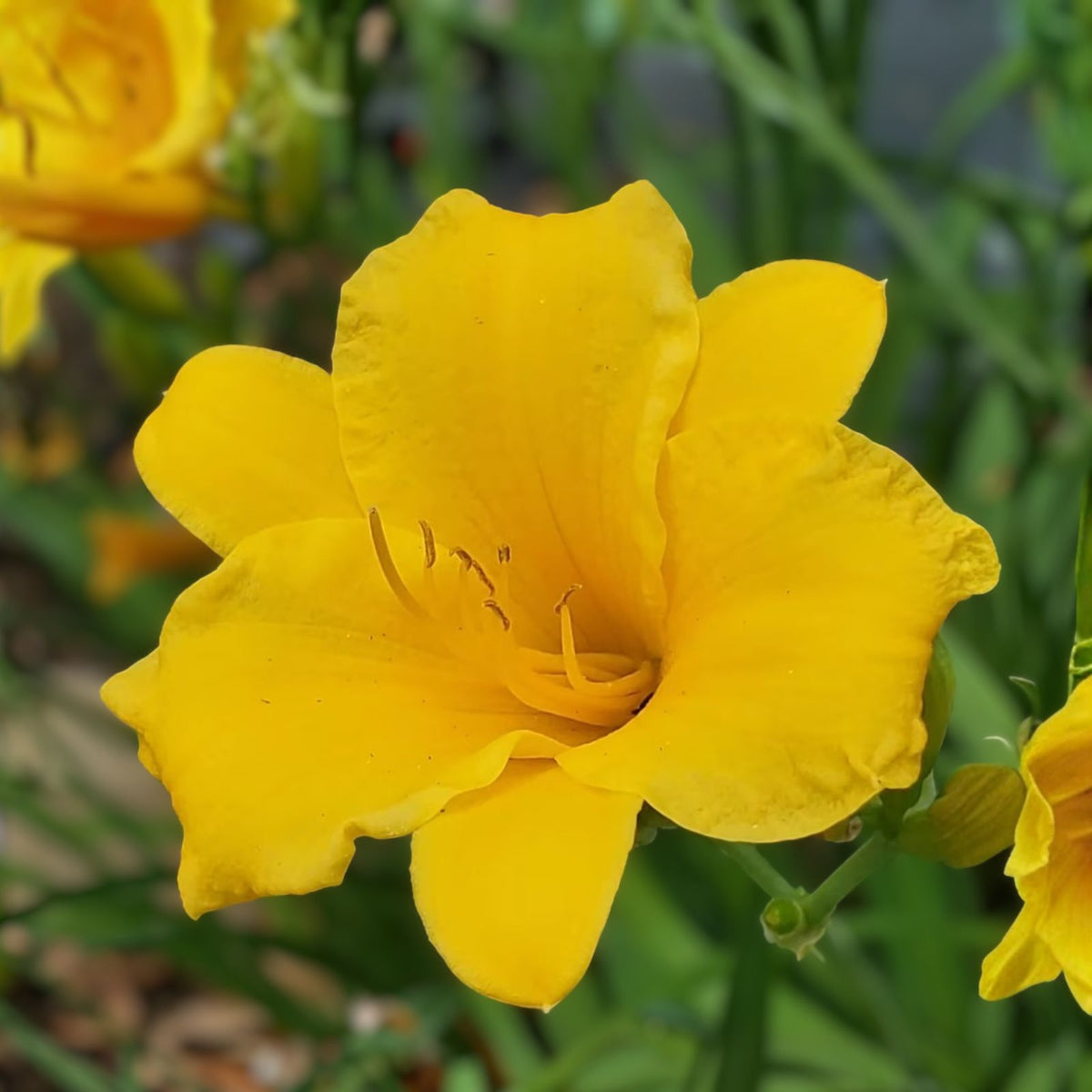 Buttercup Yellow Double Bloom Daylily Plants - Cold Hardy Perennial - Hemerocallis - Zones 3-9