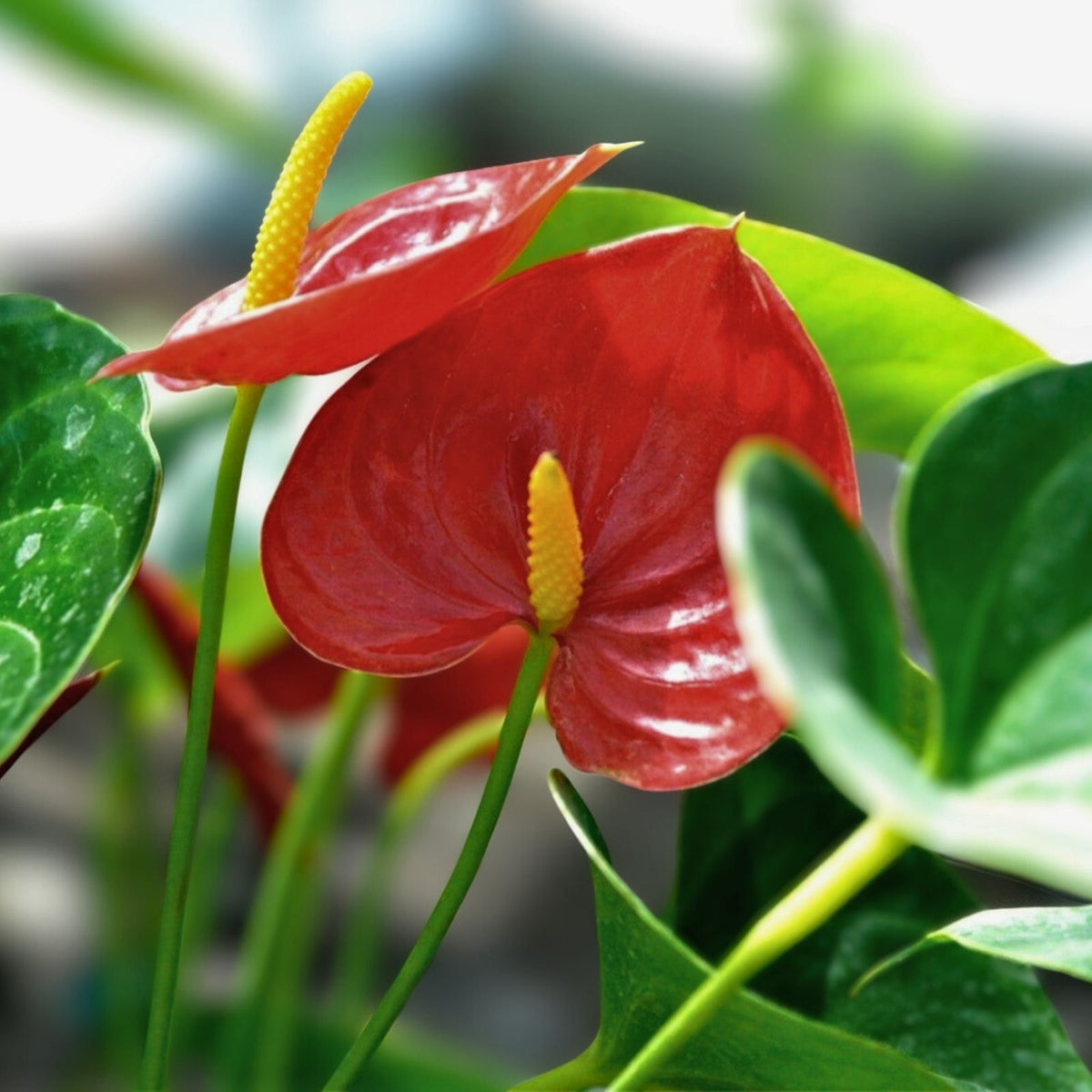 Anthurium Plant 6" Pot Queen of Hearts Variegated Leaves Anthurium andraeanum - Indoor Tropical Houseplant Decor