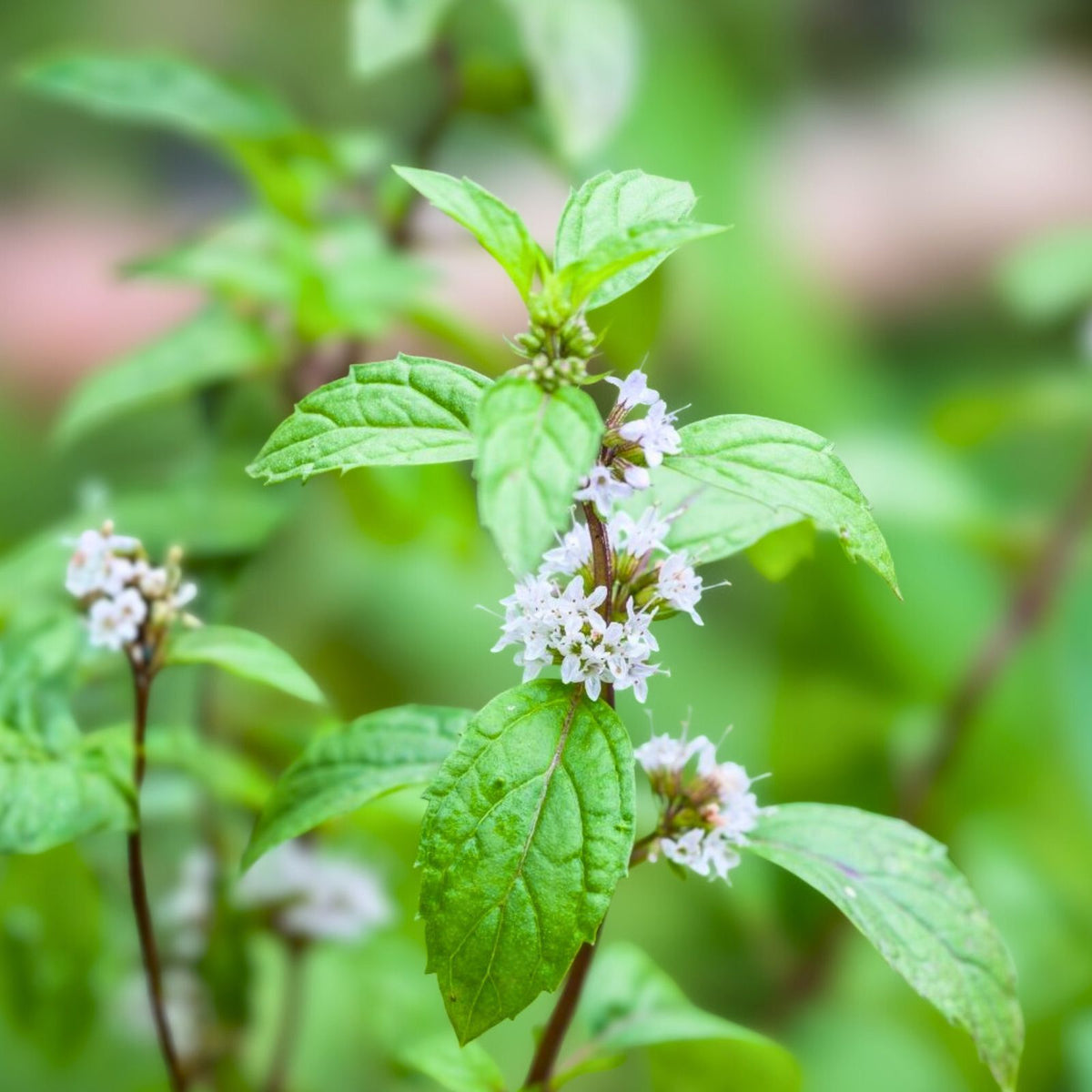 Organic Mojito Mint Plants 3-Pack - Mentha Villosa - Perennial Herb, Easy to Grow, Bare Root, Zones 5-9