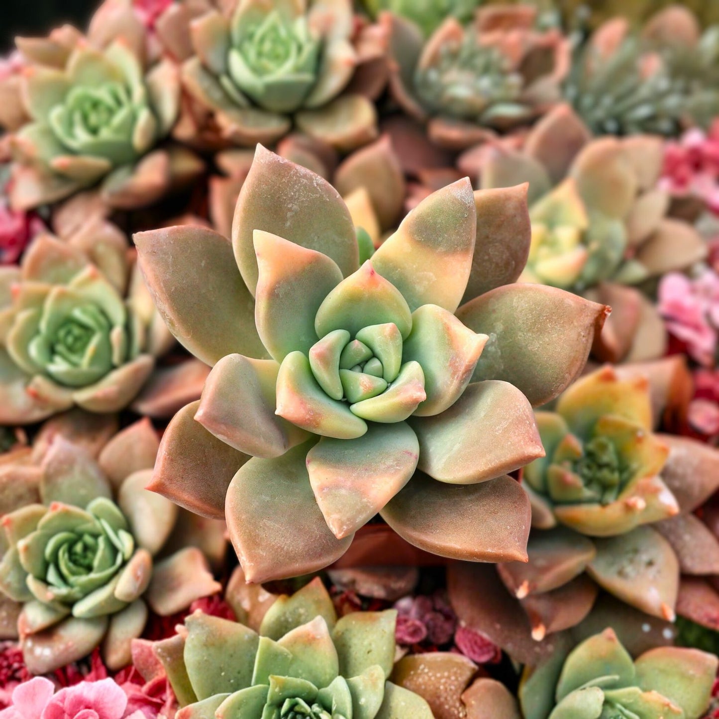 Variegated Ghost Plant 4" Pink Succulent Graptopetalum paraguayense Unique Foliage