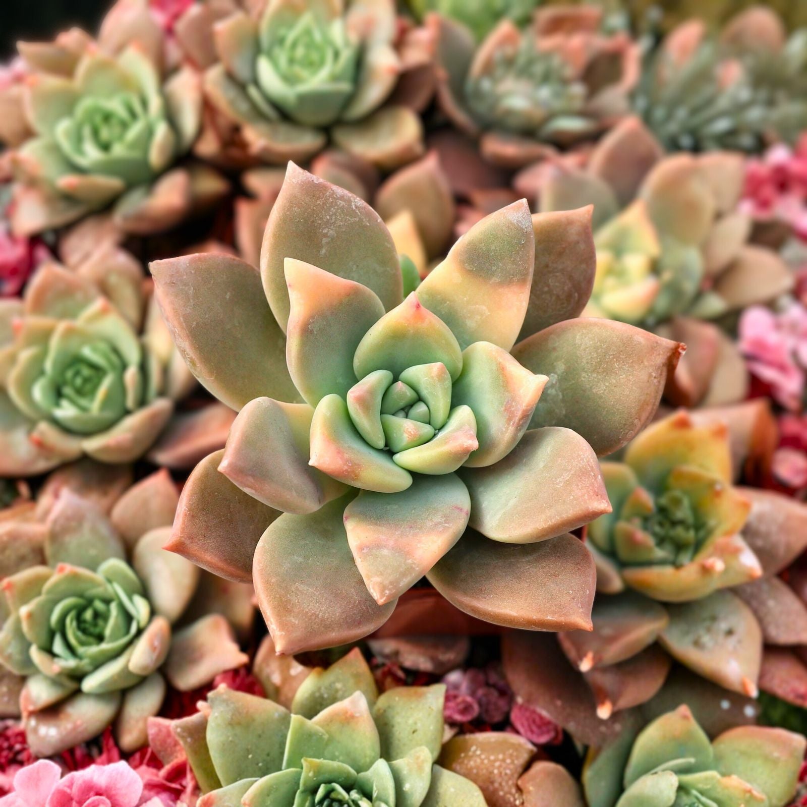 Variegated Ghost Plant 4" Pink Succulent Graptopetalum paraguayense Unique Foliage