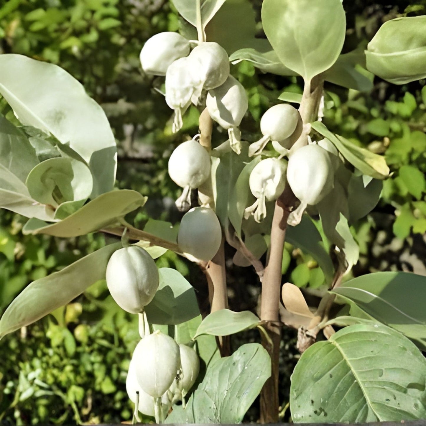 American Silverberry Bush Seeds - 5 Rare Elaeagnus commutata Hardy Perennial Shrub Seeds for Planting