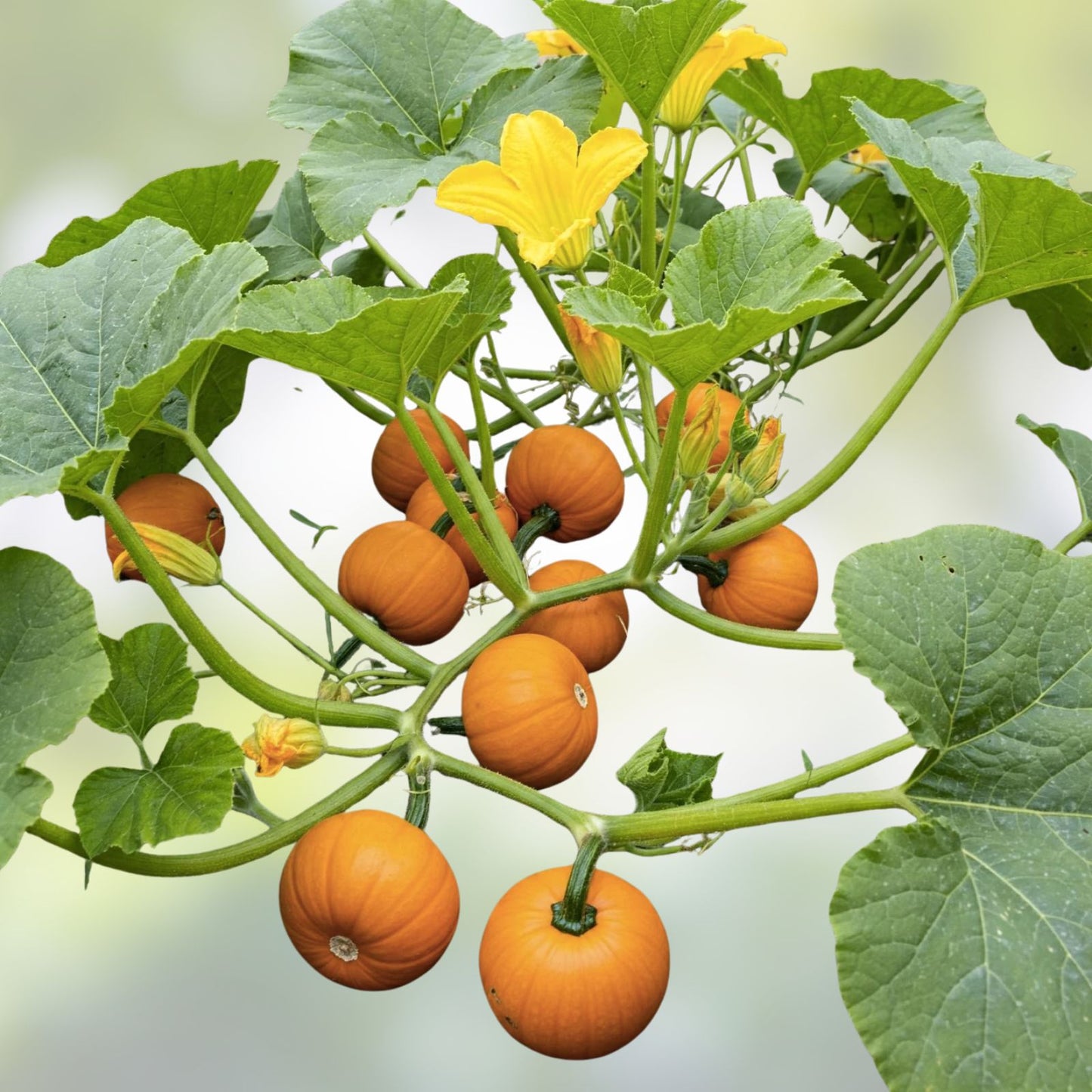 Pumpkin Seeds for Planting – 20 Sugar Sweet Pumpkin Seeds – Grow Delicious Pumpkin Pie Varieties – Cucurbita pepo