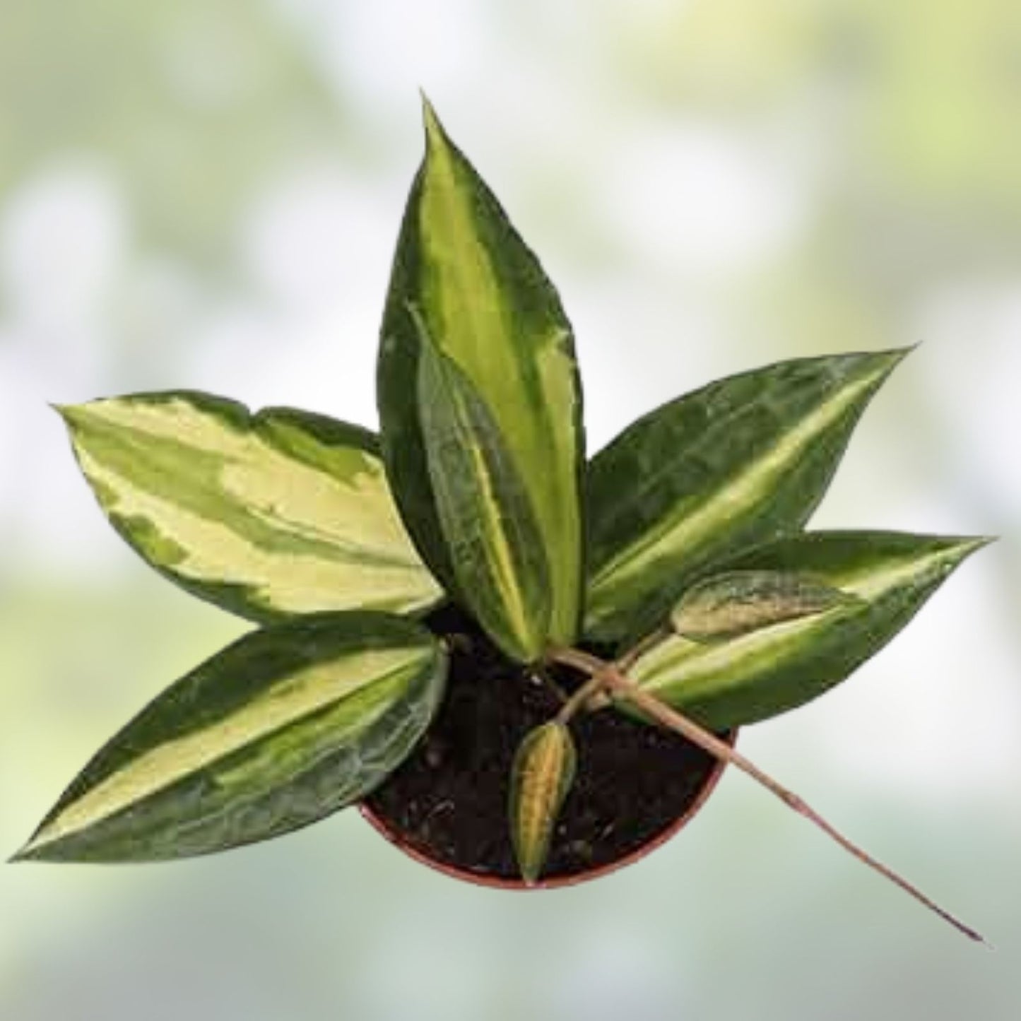 Hoya Macrophylla 'Reverse Pot of Gold' - Rare Variegated 4” Live Houseplant - Easy Care Indoor Plant