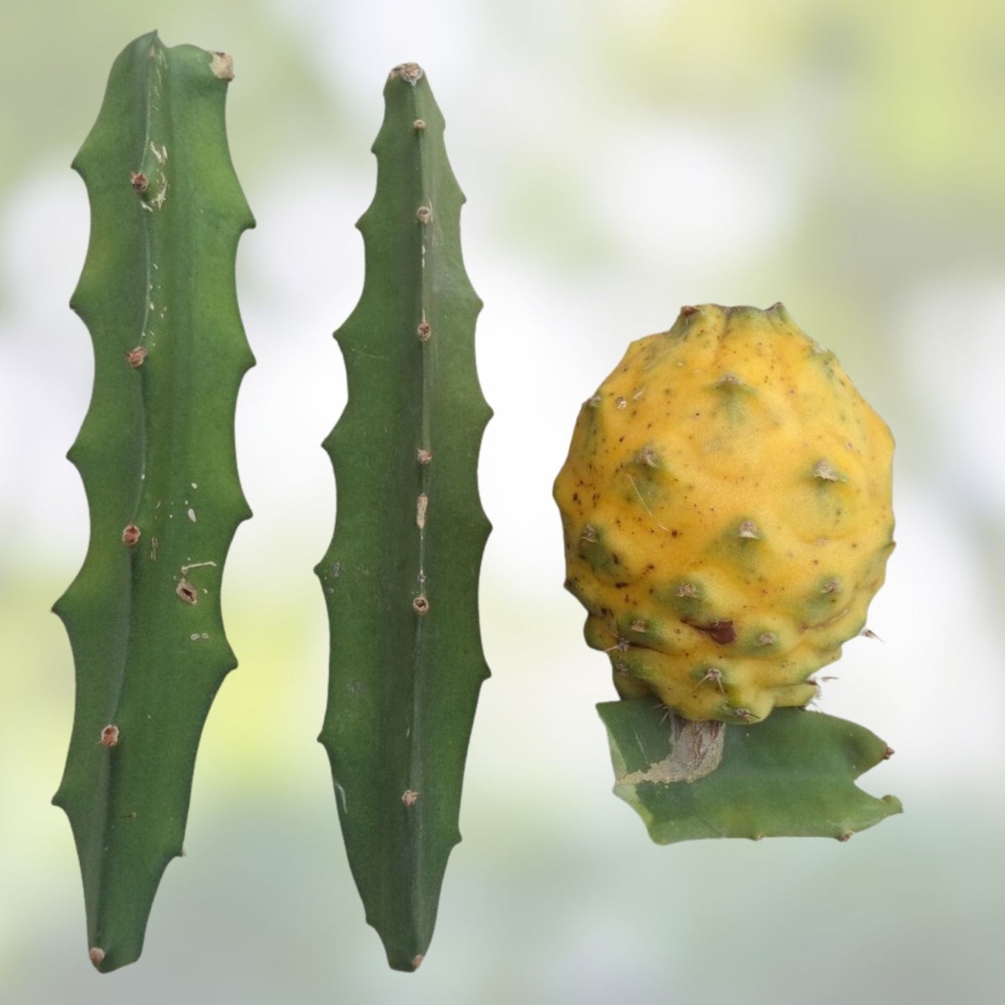 Yellow Dragon Fruit Cutting - Palora Variety - Fresh 3-4 Inch Hylocereus undatus Plant