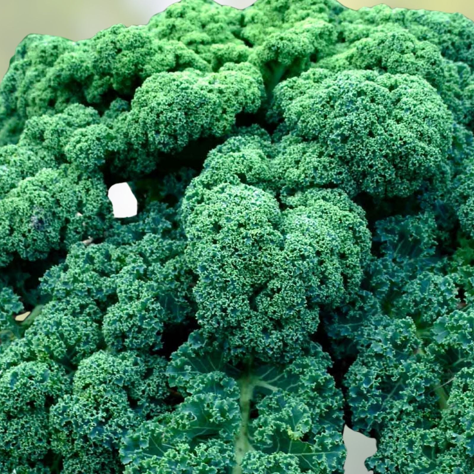 Kale Seeds - Vates Blue Curled Scotch Heirloom Non-GMO 50+ Seeds - Brassica oleracea Vegetables for Gardening