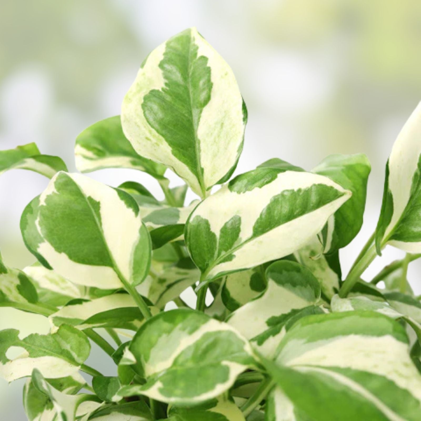 N'Joy Pothos Cuttings - 3 Unrooted Live House Plant Clippings - Epipremnum aureum Variegated Green and White