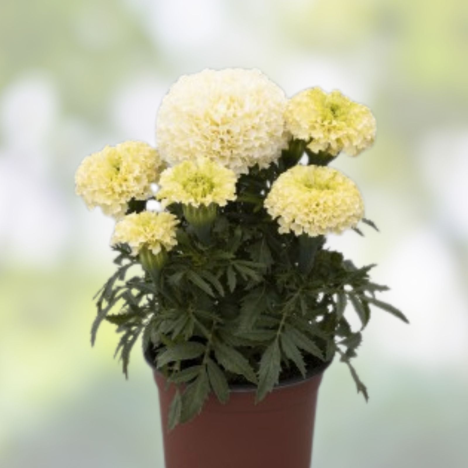 Dwarf White Gold Marigold Seeds - 50 Organic Flower Seeds - Tagetes erecta - USA Grown, Free Shipping