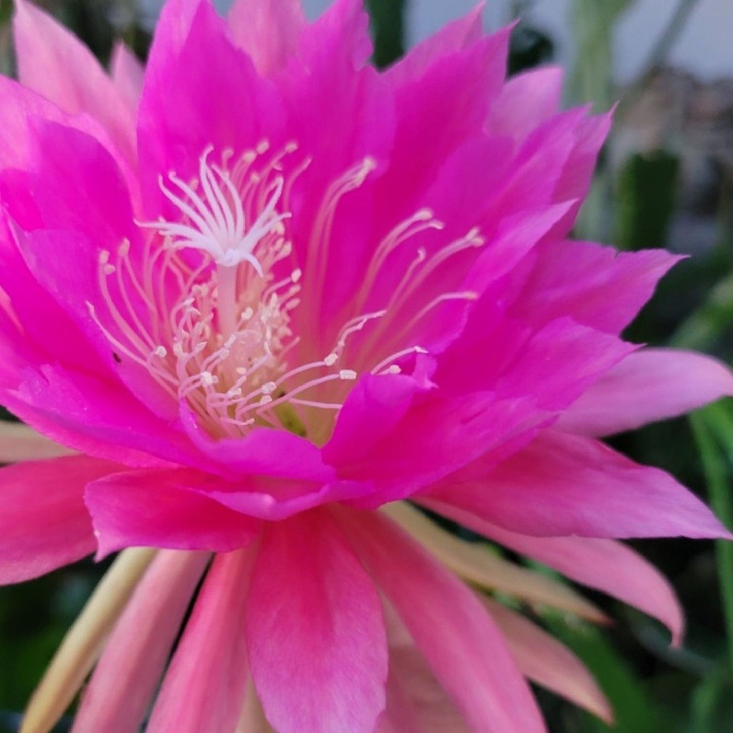 Epiphyllum Cuttings 8-10 inches Castle Starburst Succulent Plant Unrooted Propagation Material