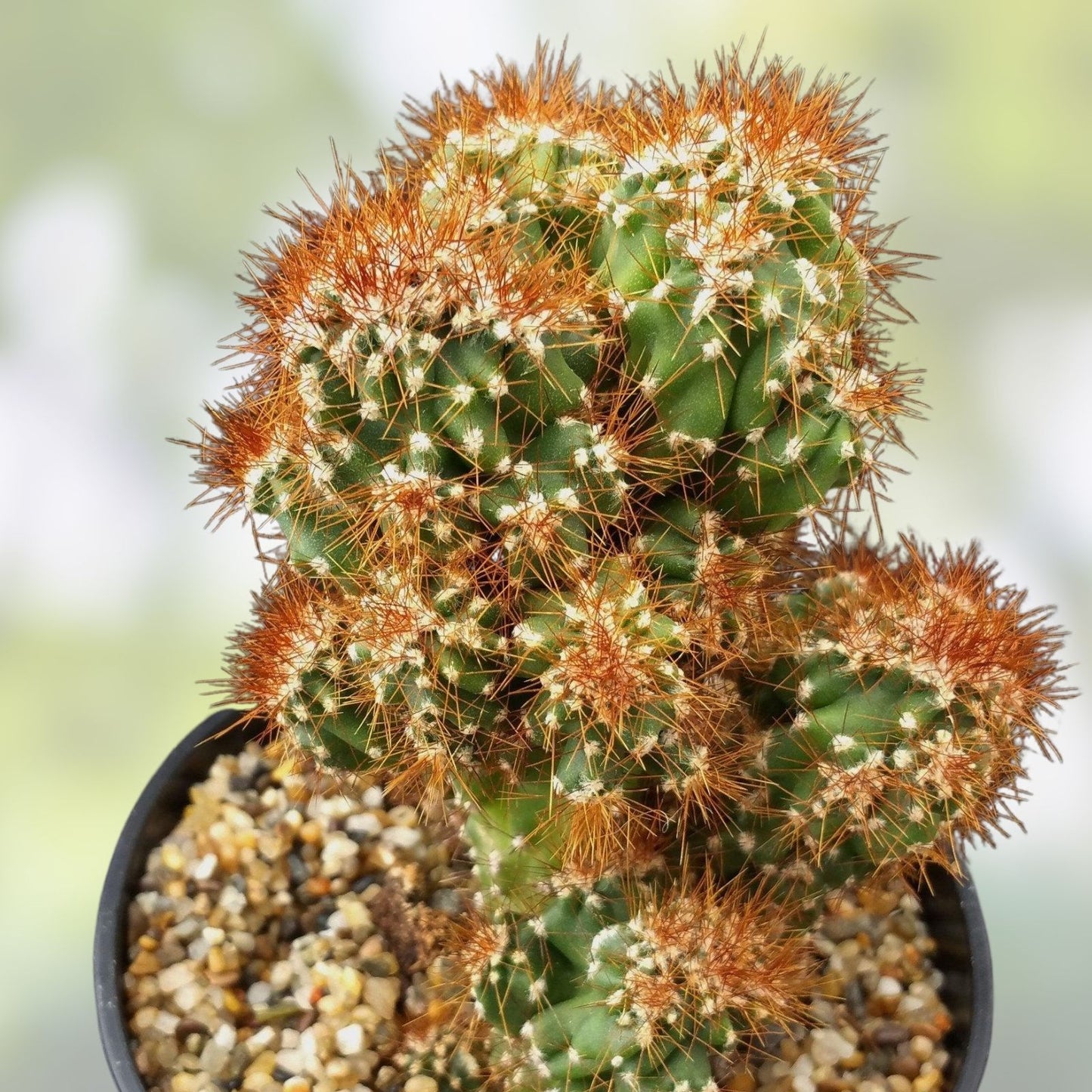Cereus Peruvianus Monstrose Cactus Seeds - 5 Pack - Unique Monstrosus Variety - Rare Cactus Seeds