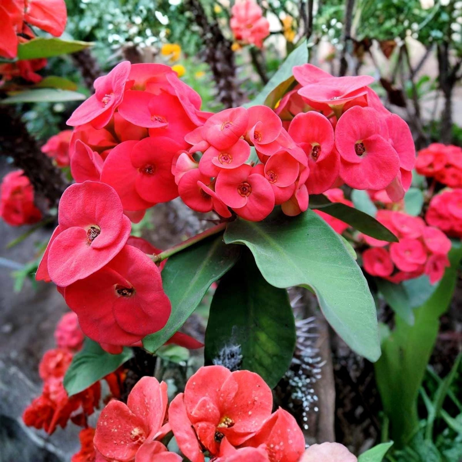 Thai Hybrid Crown of Thorns Pink Mix Rooted Cutting - Euphorbia milii Succulent Plant for Indoor Garden