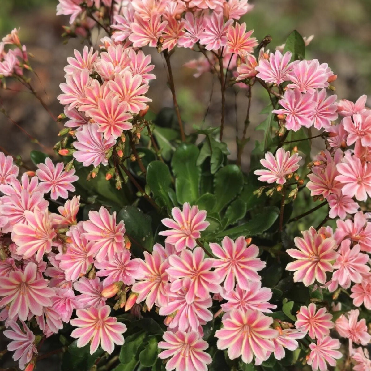 Champagne Taffy Lewisia Seeds 35 or 100 Non-GMO Flower Seeds Lewisia cotyledon Succulent Perennial Garden Plant
