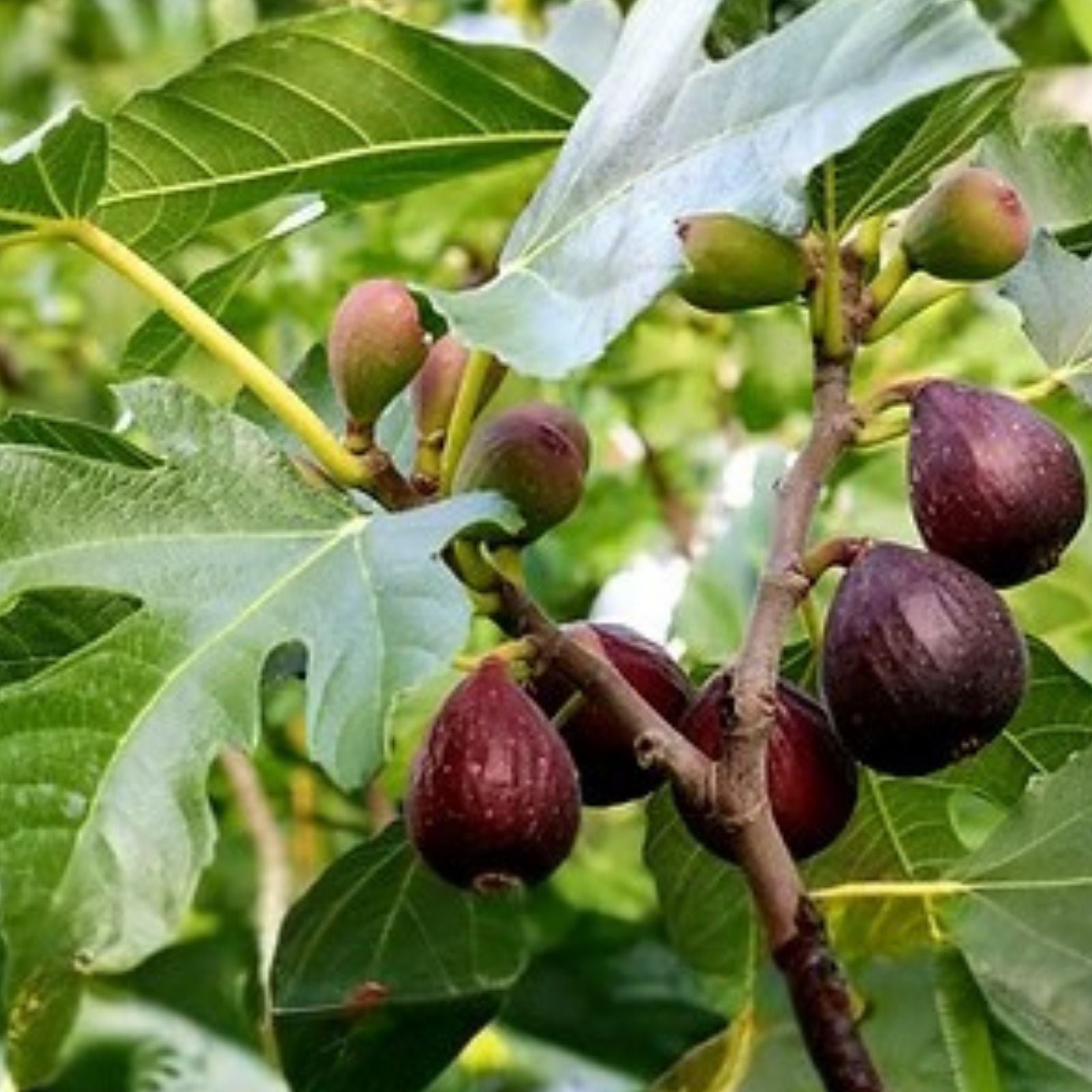 Fig Tree Cuttings - 9 Varieties including Gen Nero & Longue D'Aout - Ficus carica - Fruitful, Hardy, Fresh Propagation Material