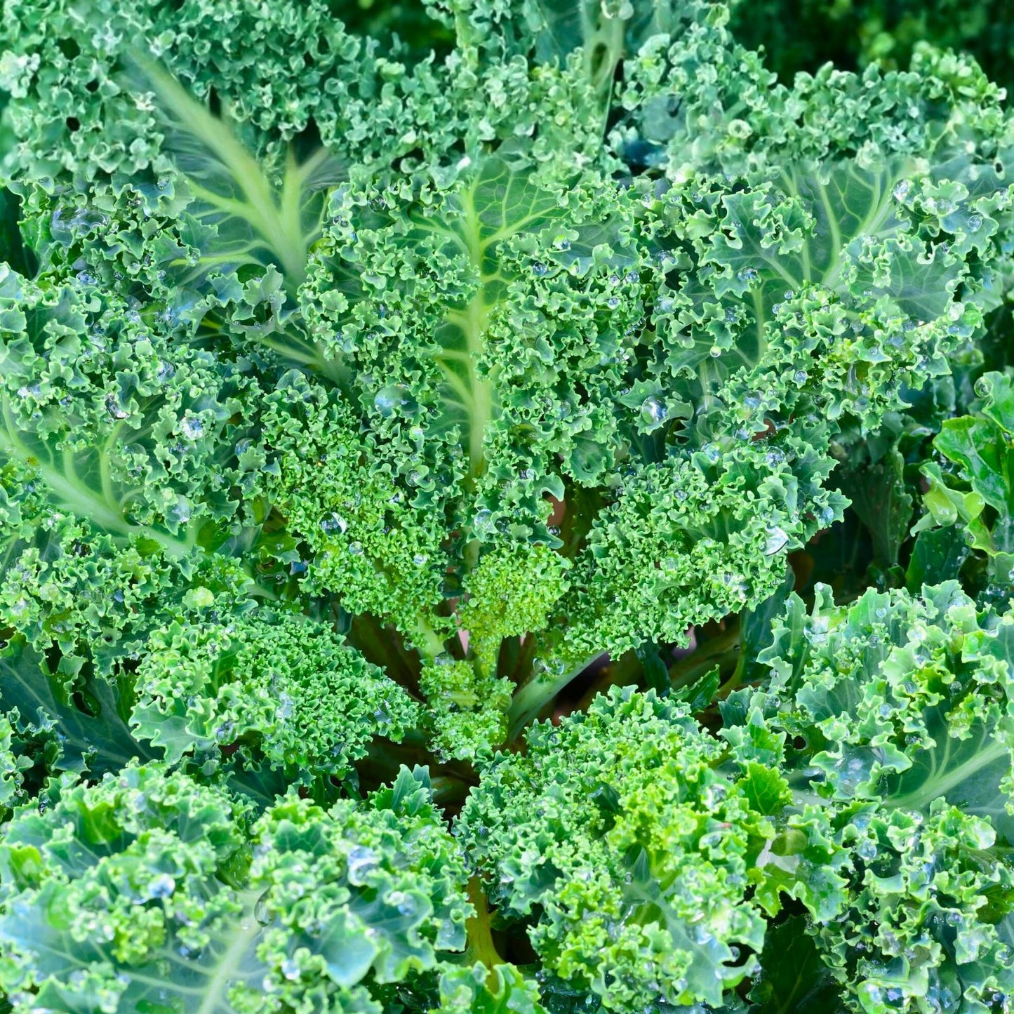 Kale Seeds 200+ Non-GMO Vates Blue Curled Scotch Heirloom Brassica oleracea for Home Gardening