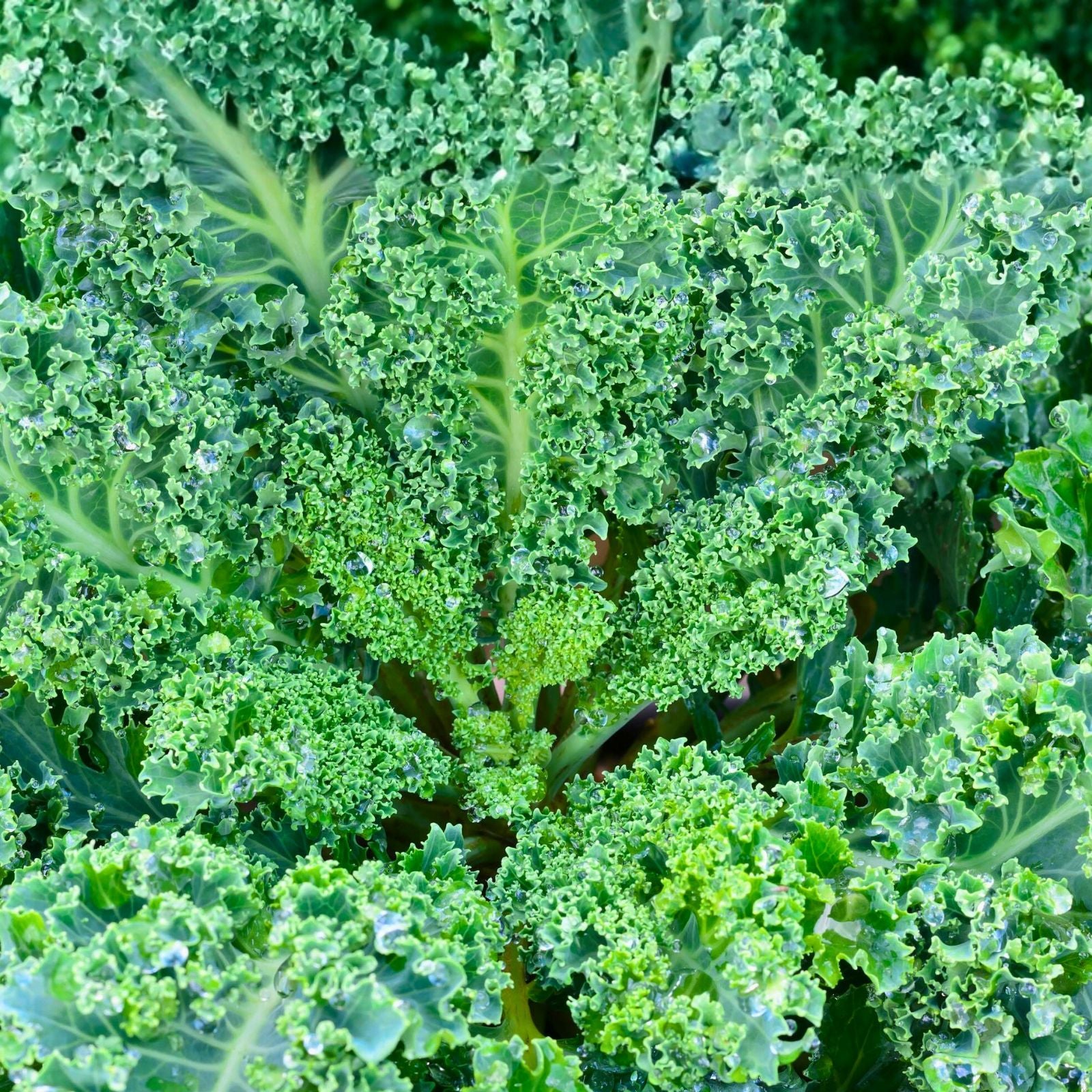Kale Seeds 200+ Non-GMO Vates Blue Curled Scotch Heirloom Brassica oleracea for Home Gardening