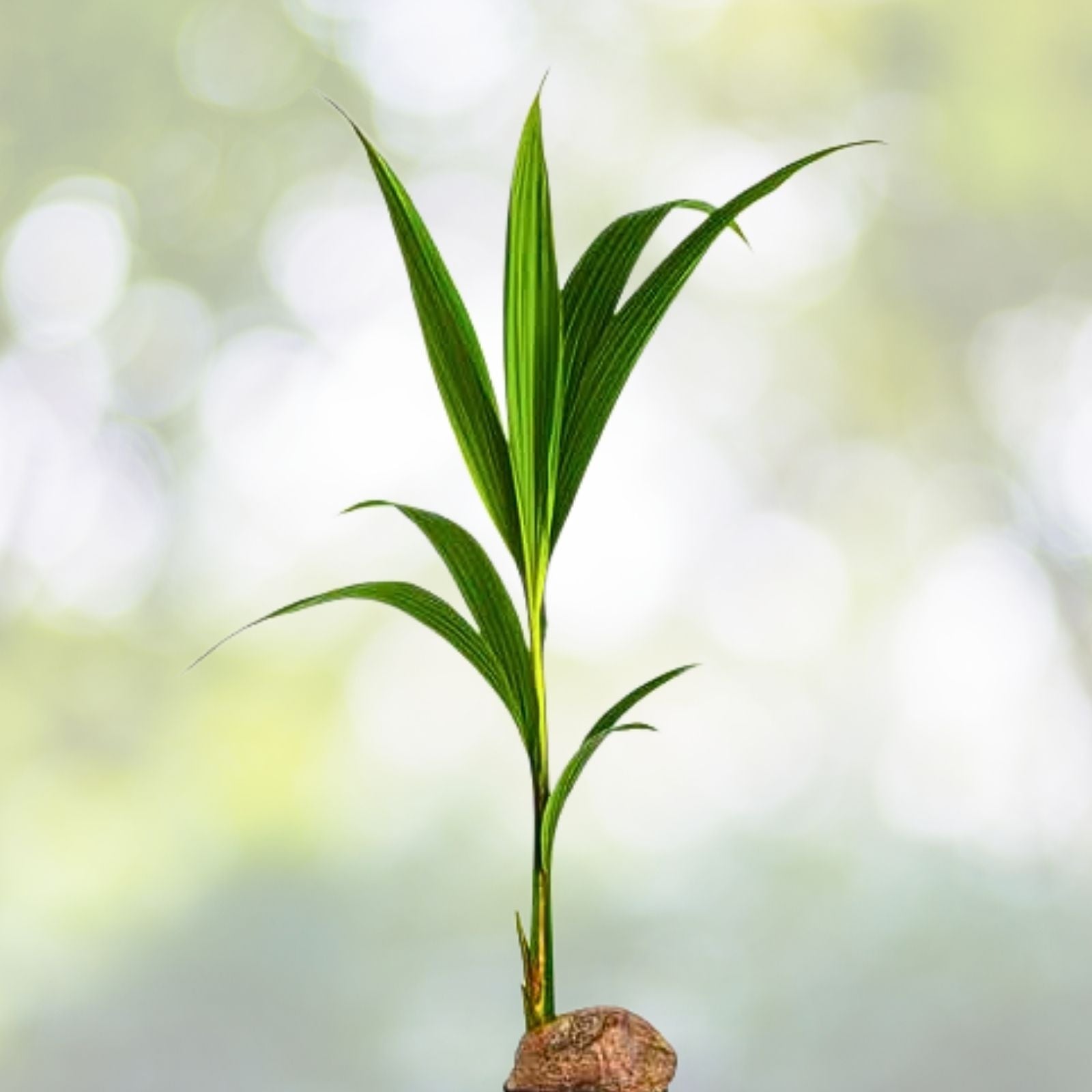 Sprouted Coconut Seed Plant Tree - Variable Size - Cocos Nucifera - Florida Grown Coconut Seedling