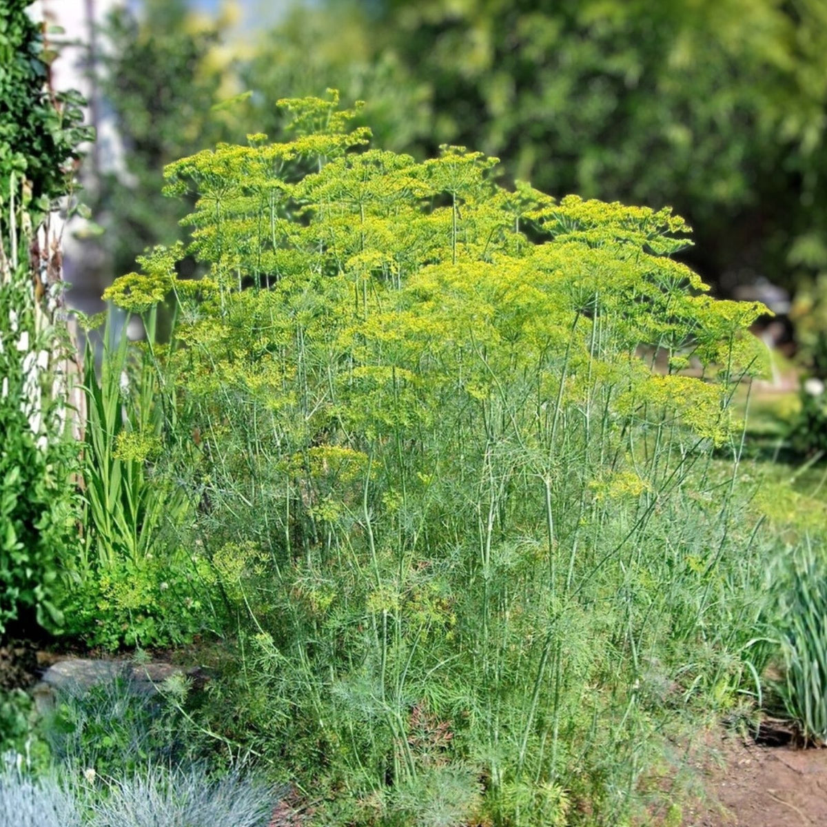 Heirloom Dill Seeds 25+ Mammoth Long Island Non-GMO Spice Anethum graveolens