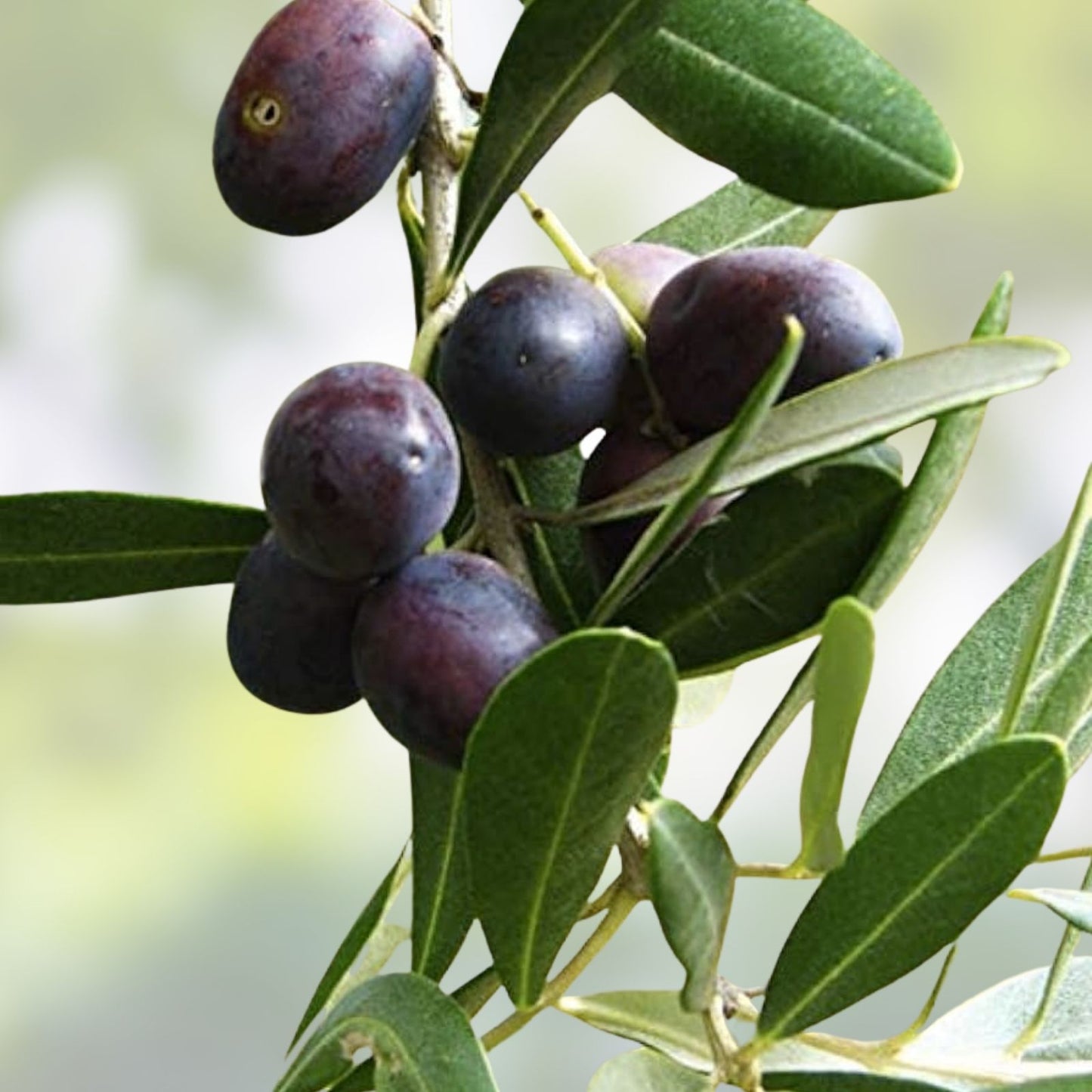 Olive Tree Seeds for Planting, 10 Seeds, Mediterranean Olea europaea, Fruit Bearing, Garden Tree, Drought Tolerant