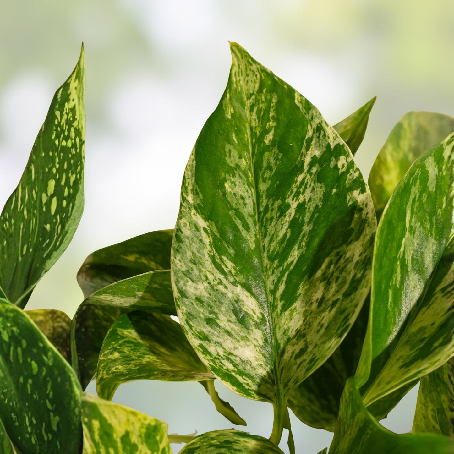 Unrooted Plant Cuttings Set of 3 – Burle Marx Philodendron, Neon Pothos, Marble Queen – Indoor Houseplants, Live Plant Propagation