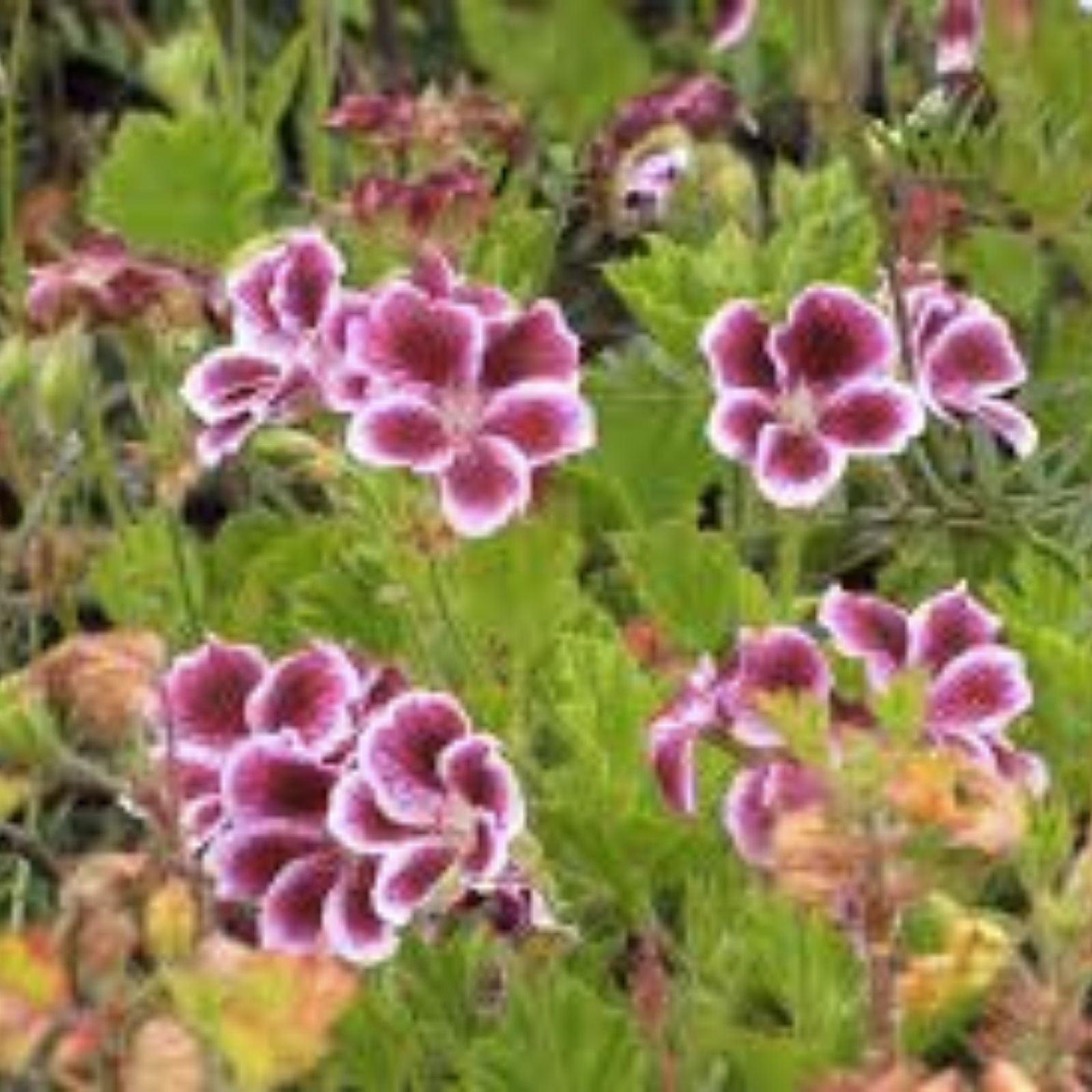 Regal Geranium Cuttings 3x6 inches – White & Purple Pelargonium (Pelargonium x hortorum) for Gardening and Propagation